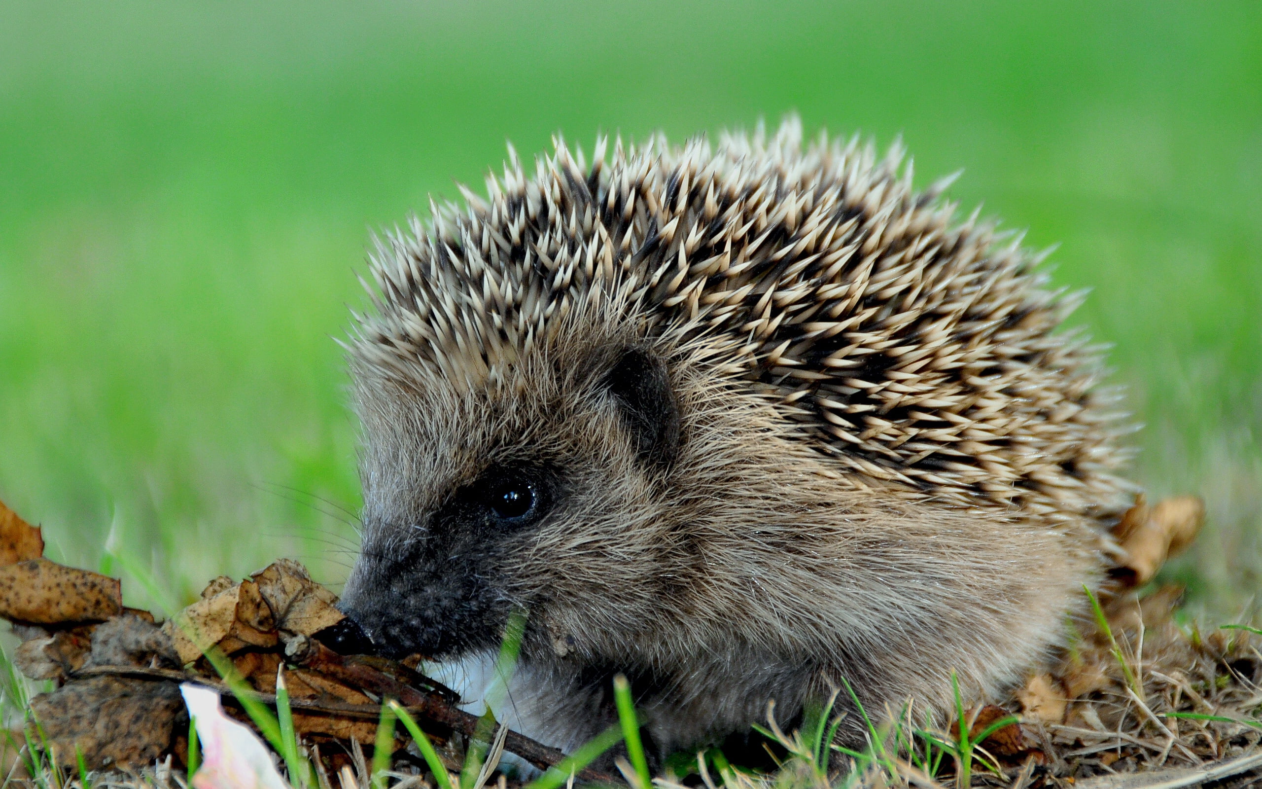 black, wildlife, small, gray, rodent, vertebrate, young Animal, 2K, hedge, porcupine, spiked, animal wildlife, nature, cute, animals In The Wild, forest, HD Wallpaper