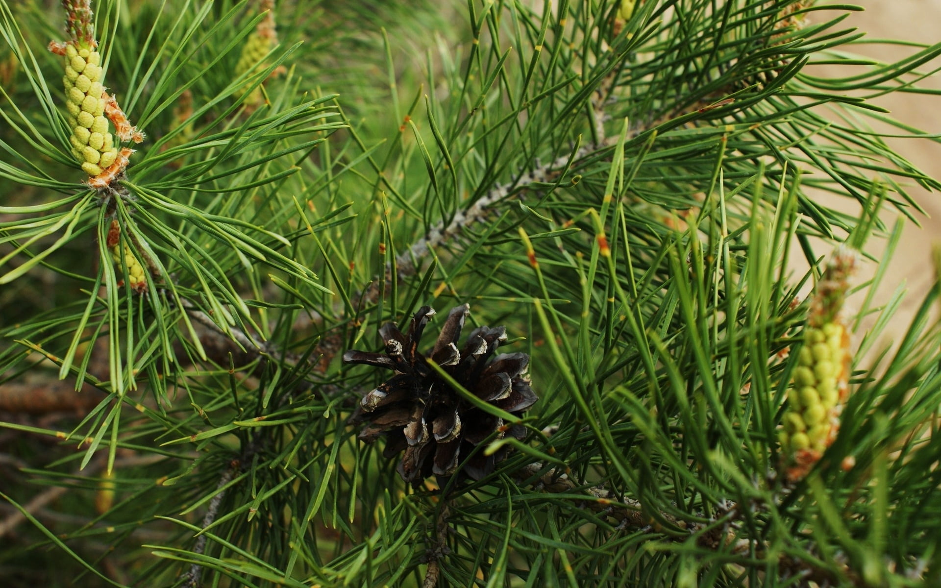 twig, black, pine Tree, branch, fir Tree, cone, leaf, tree, high angle view, close-up, outdoors, focus on foreground, pine Cone, beauty in nature, 1080P, HD Wallpaper