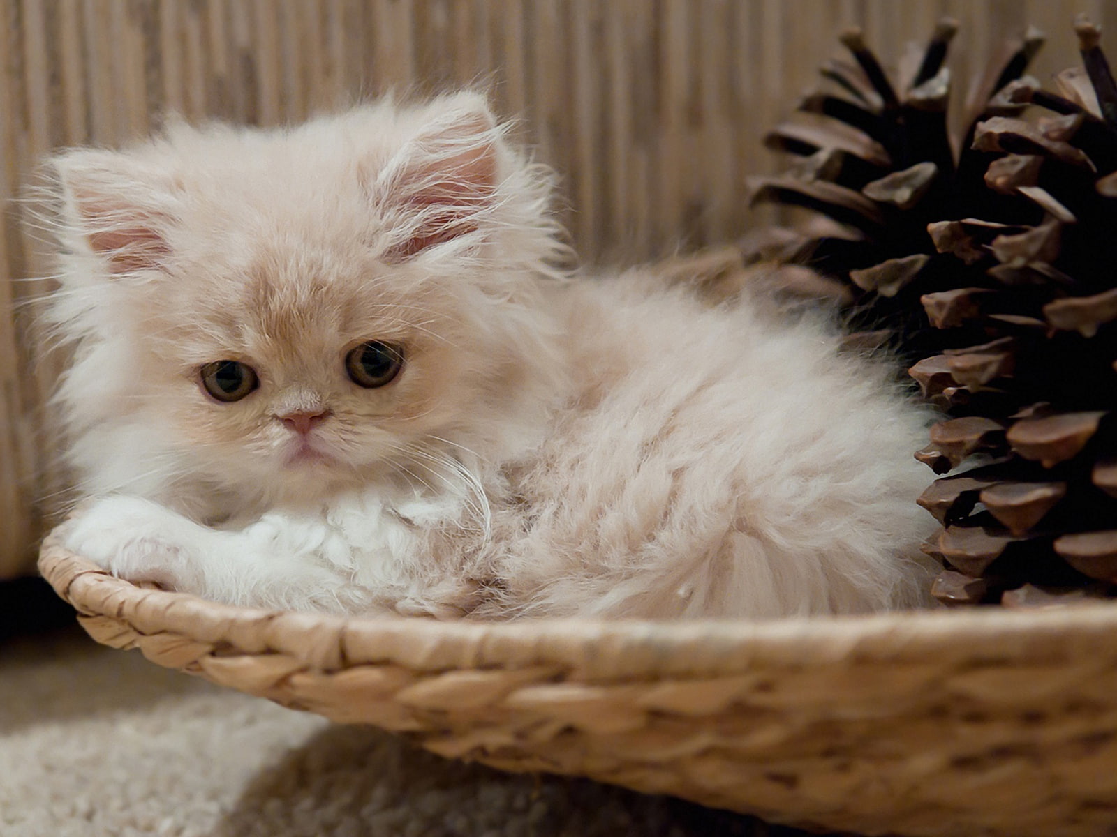 fluffy, 720P, basket, bumps, kitty, HD Wallpaper