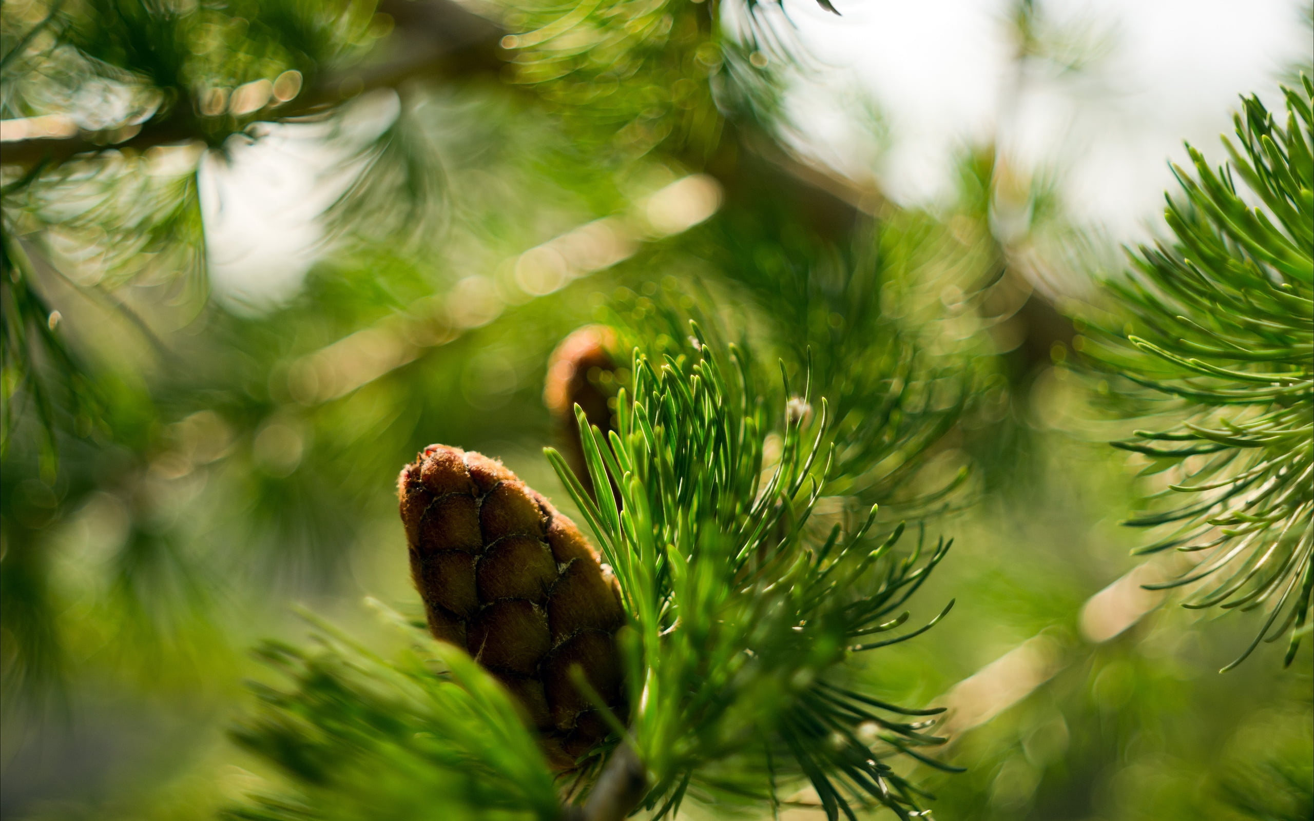 evergreen Tree, freshness, winter, beauty in nature, pine Cone, macro, green Color, woodland, fruit, growth, plant, pine Tree, leaf, two, bump, plant part, HD Wallpaper