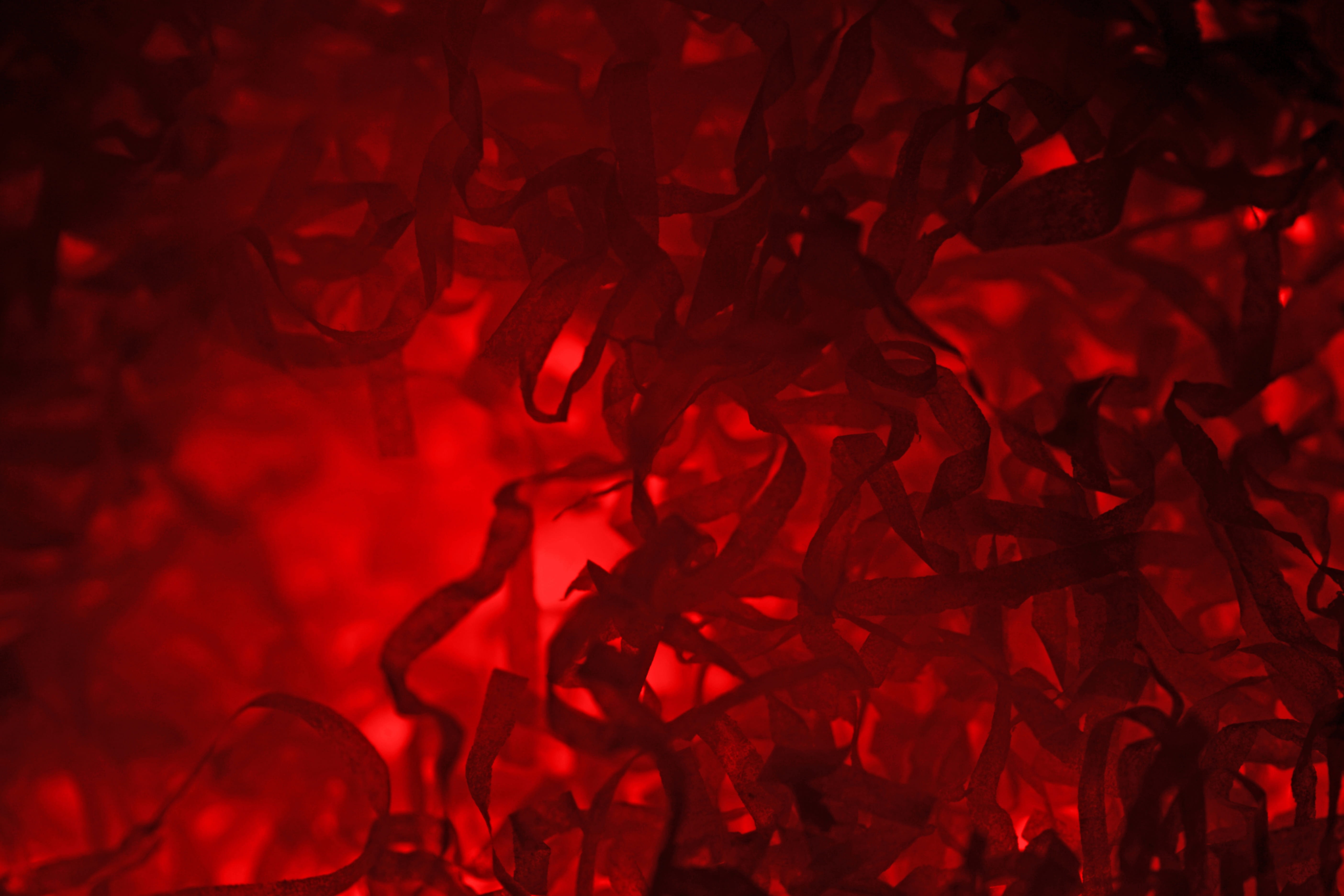 5K, outdoors, close-up, abstract, close, red, leaf, spiral, mystery, motion, smoke - physical structure, swirl, nature, night, new years eve, design, textured, HD Wallpaper
