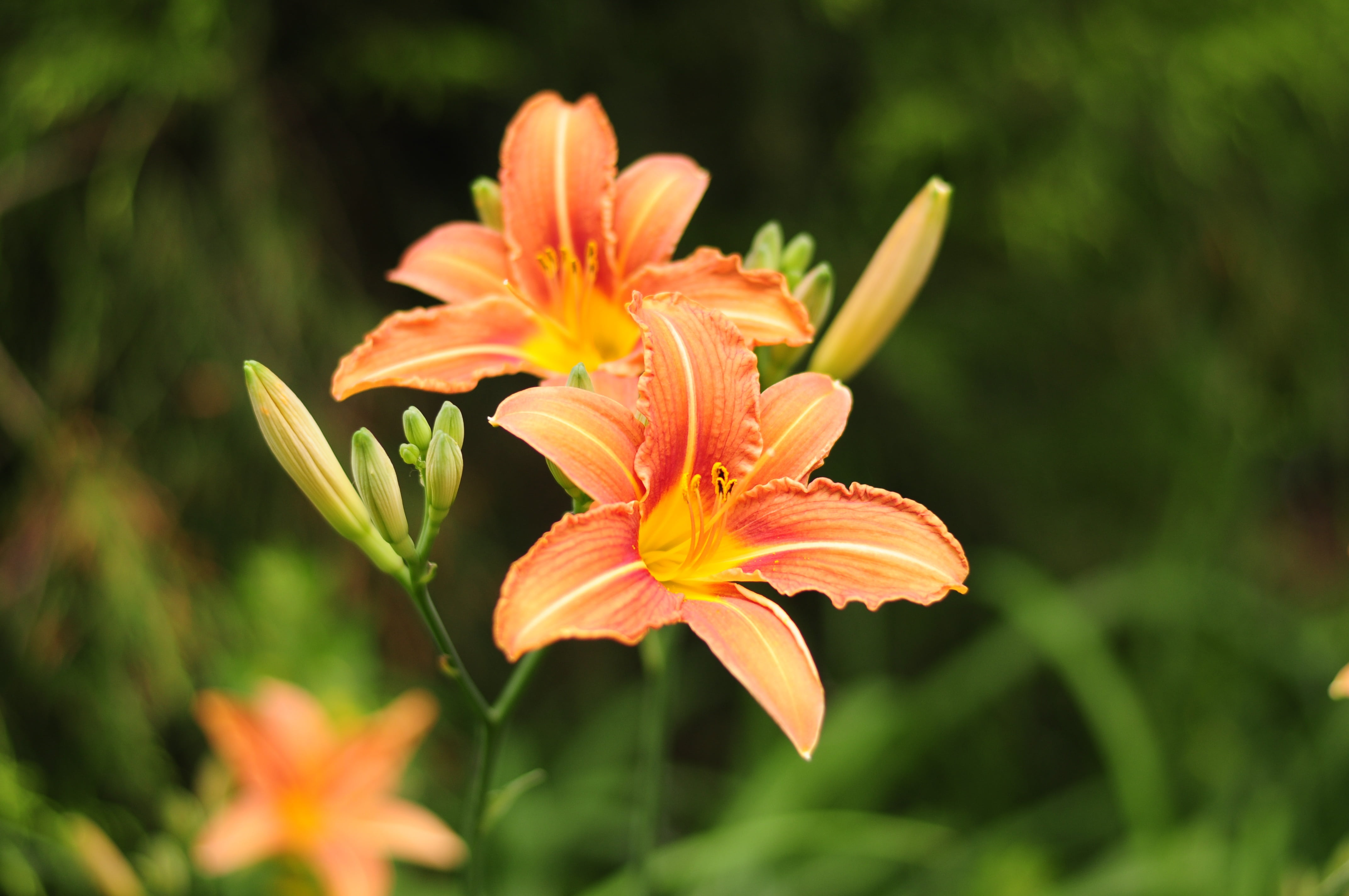 nature, close-up, plant, orange color, beauty in nature, growth, flower head, summer, wild flower, freshness, fragility, garden, outdoors, flowers, pink, HD Wallpaper