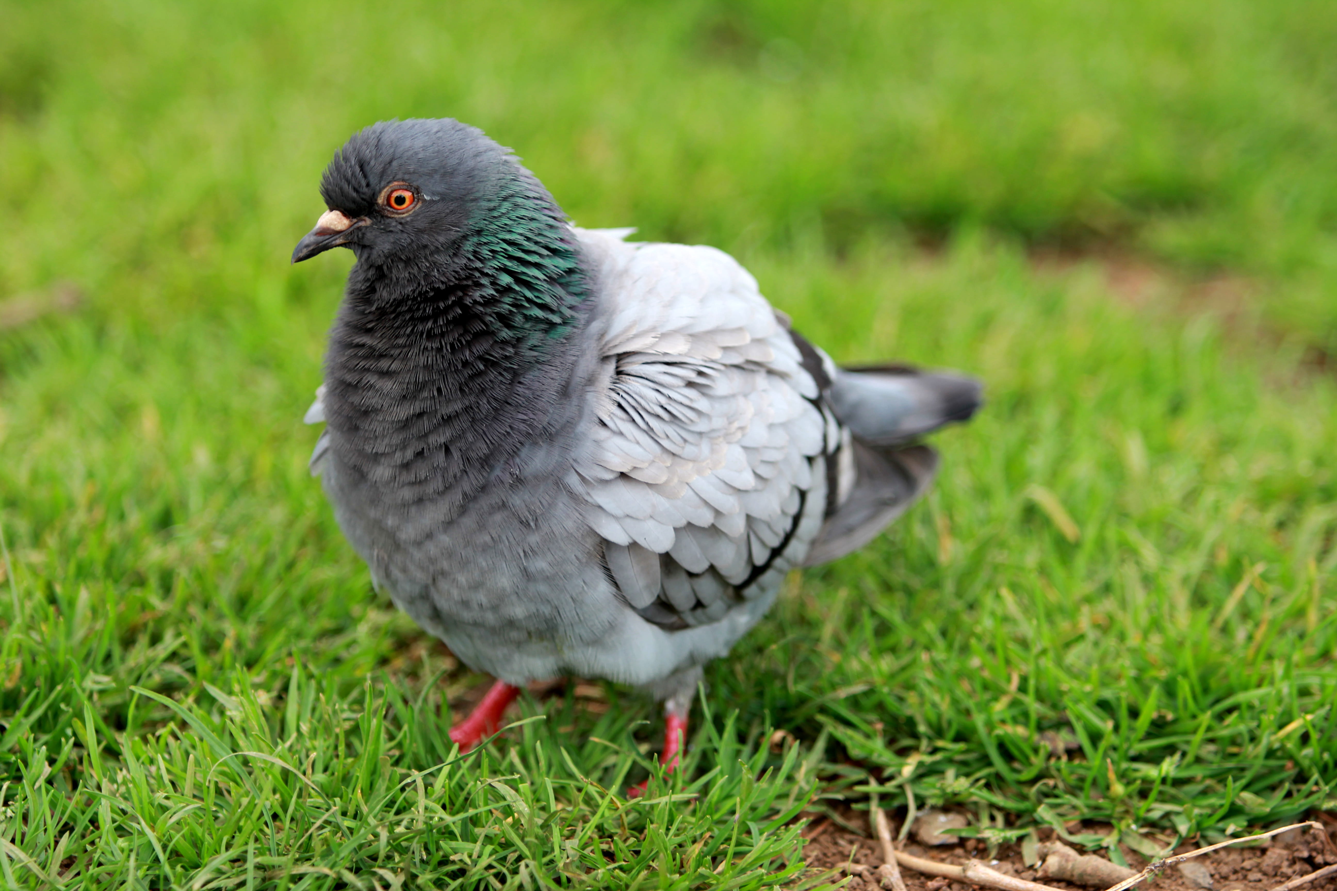 dove, bird, no people, field, green color, nature, land, grass, pigeon, cornwall park, auckland, new zealand, 5K, gray, animals in the wild, animal, plant, HD Wallpaper