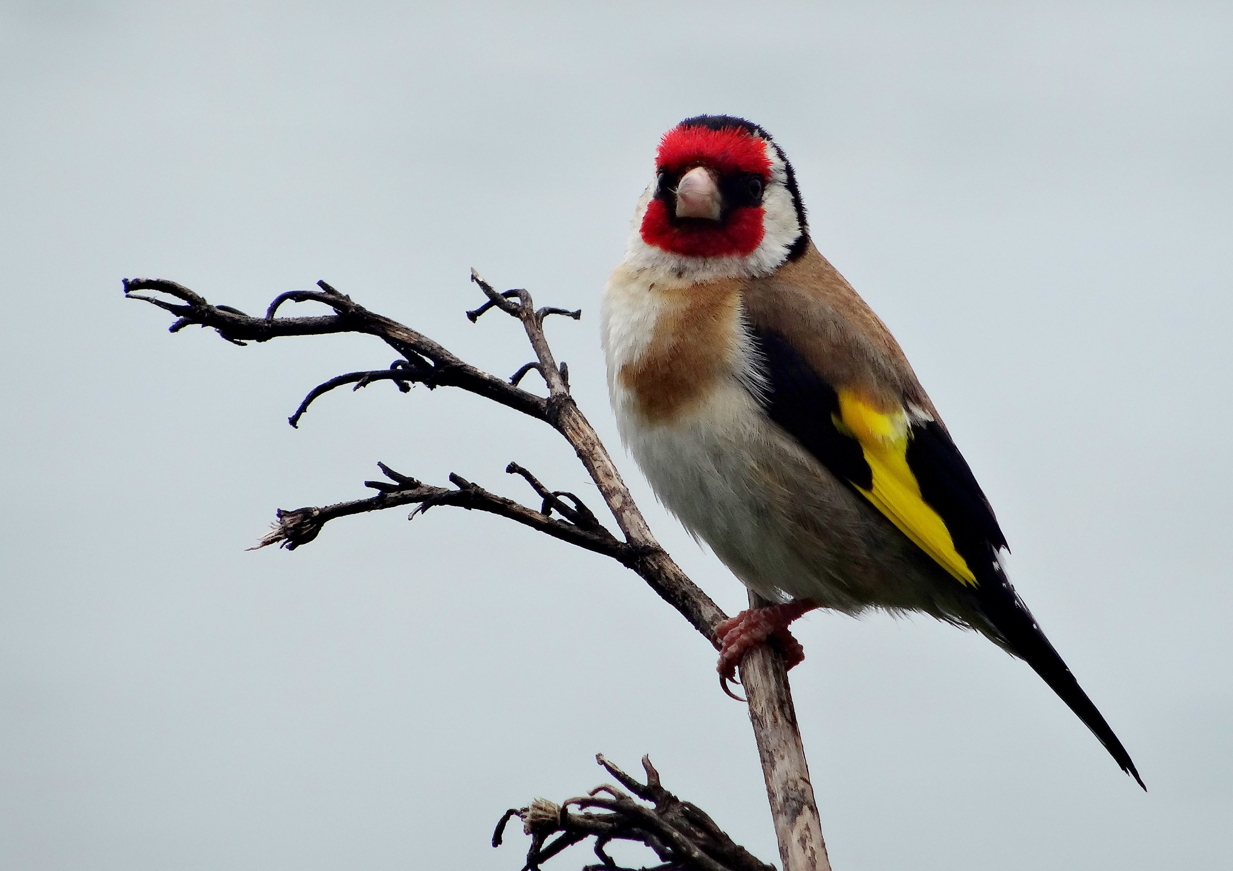 close, sky, animals in the wild, branch, animal themes, plant, new zealand, tree, nature, perching, day, yellow, focus on foreground, one animal, no people, HD Wallpaper
