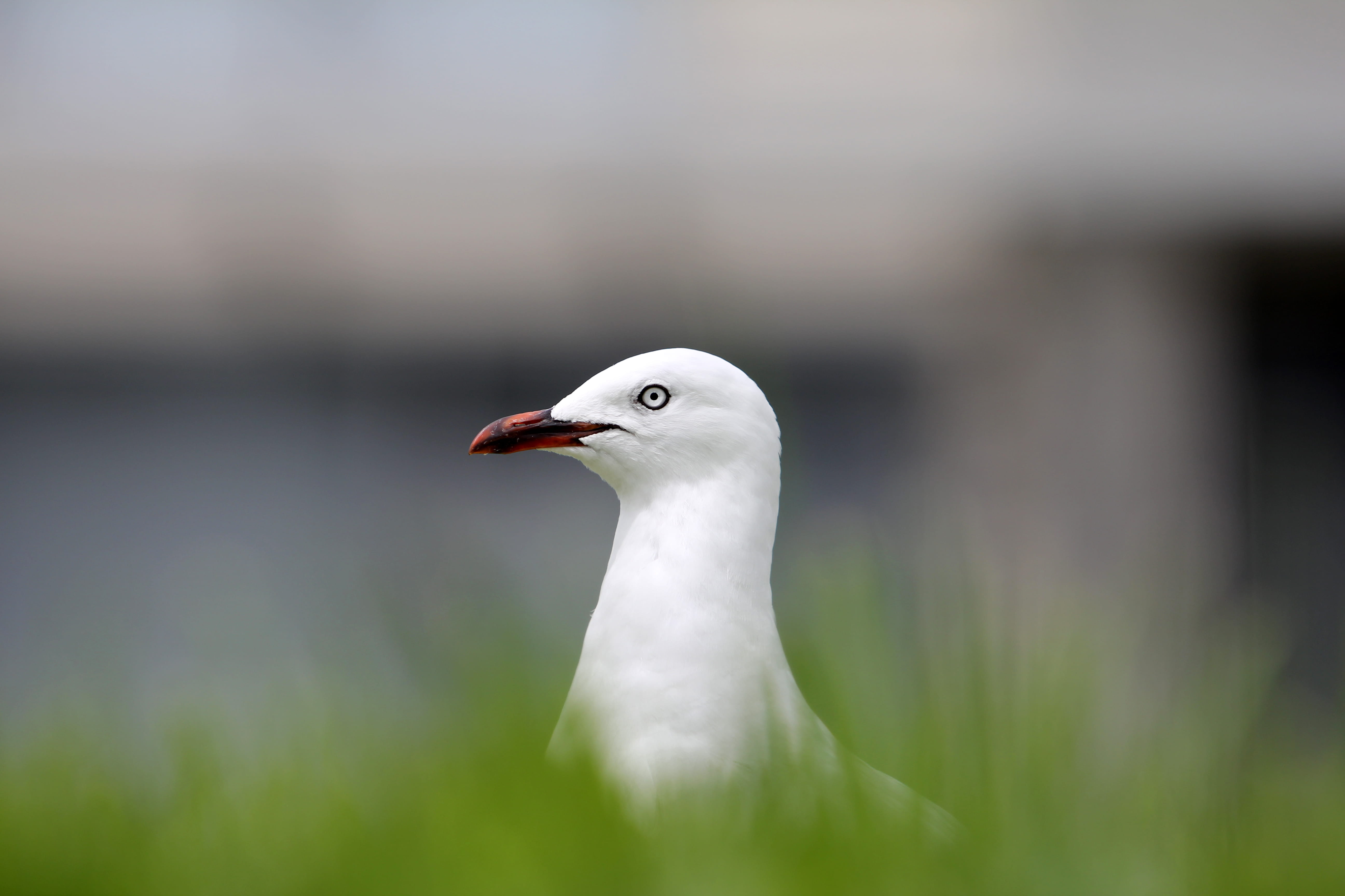 surrounded, animal body part, new zealand, looking away, selective, animal wildlife, flora, head, close-up, auckland, white, outdoors, no people, seagull, HD Wallpaper