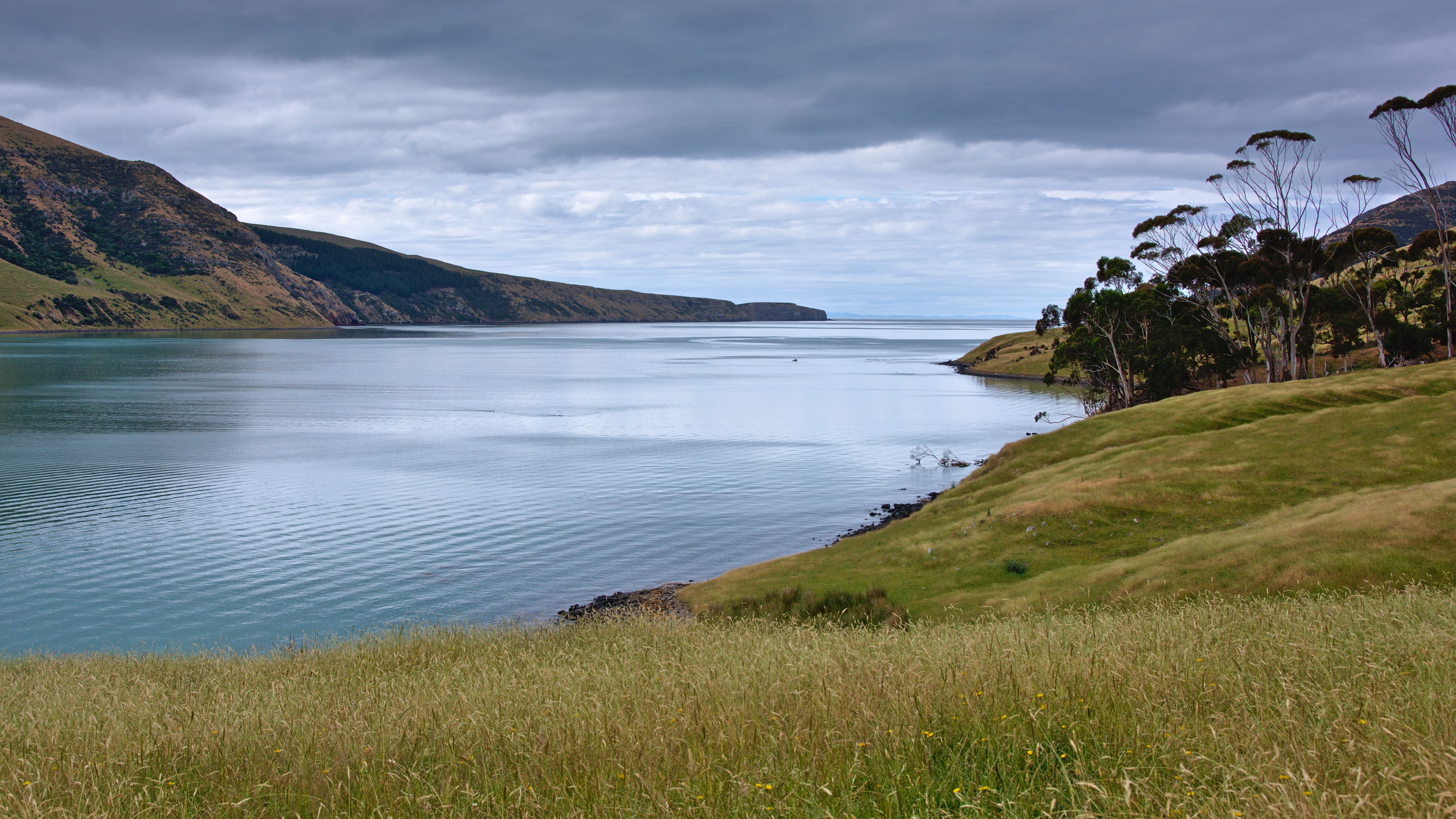 farmland, tranquil scene, new zealand, countryside, beach, land, grass, canterbury, pigeon bay, 5K, sea, peaceful, plant, outdoors, day, tranquil, nature, HD Wallpaper