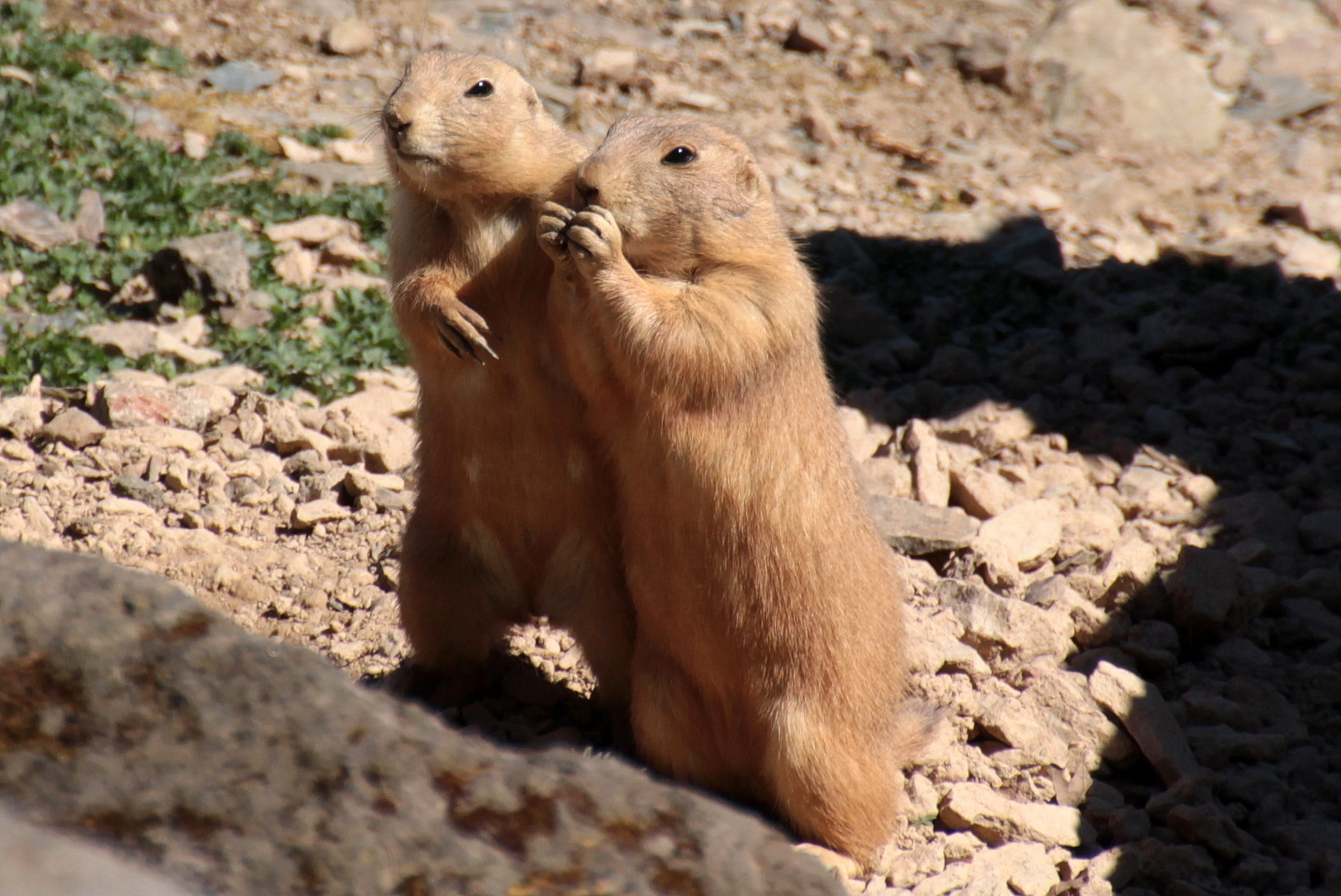 dog, 1080P, cynomys ludovicianus, sitting, eat, brown, field, animals In The Wild, one animal, animals And Pets, together, Black-Tailed Prairie Dog, rock - object, HD Wallpaper