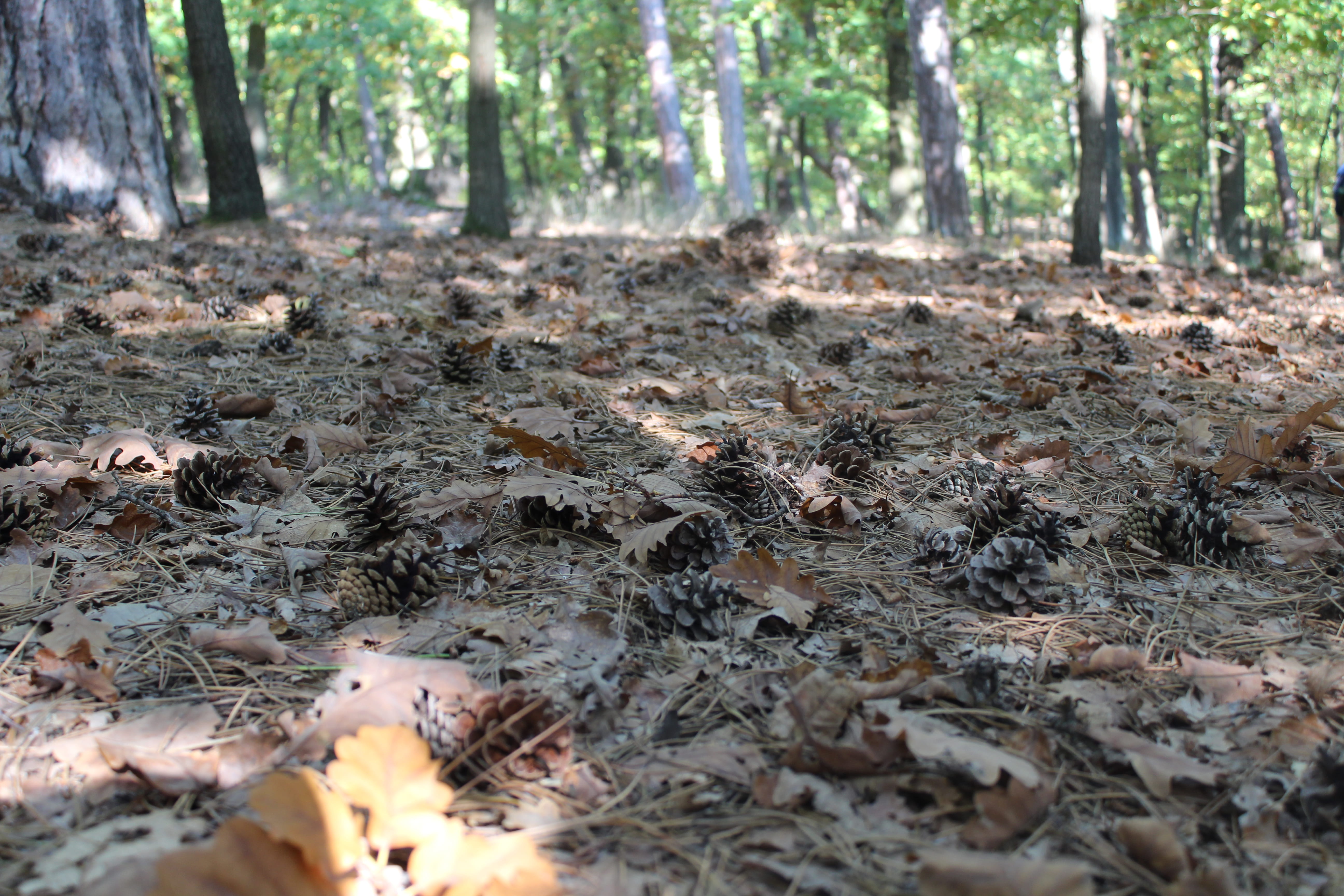 vegetation, ground, plant part, light, 5K, forest, nature, outdoors, surface level, no people, leaf, mud, arrow, tree, animal, change, day, flare, land, HD Wallpaper