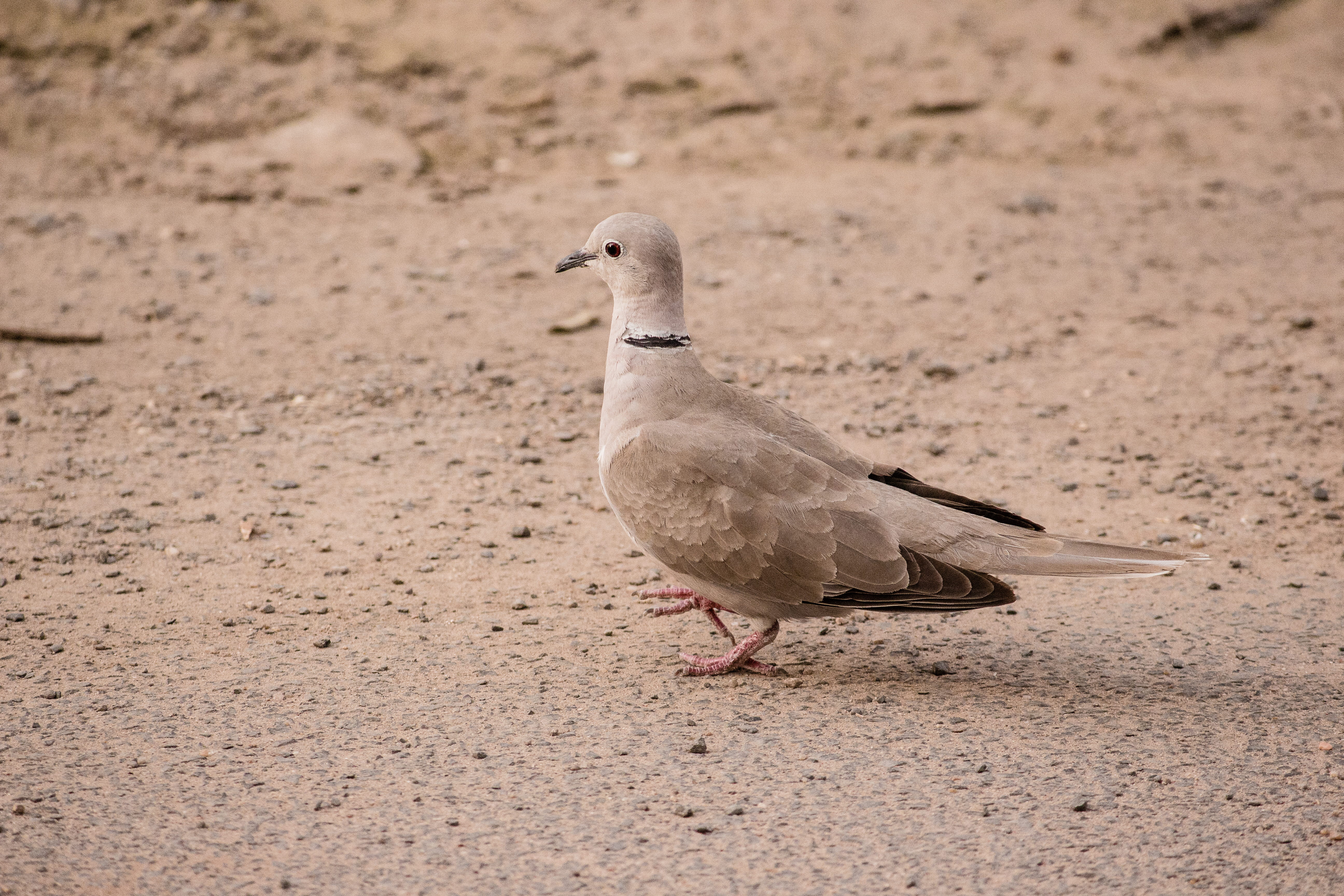 animals in the wild, land, feathers, pigeon, animal, beak, jay, walking, perching, dove, white bird, herring, focus on foreground, seagull, outdoors, vertebrate, HD Wallpaper