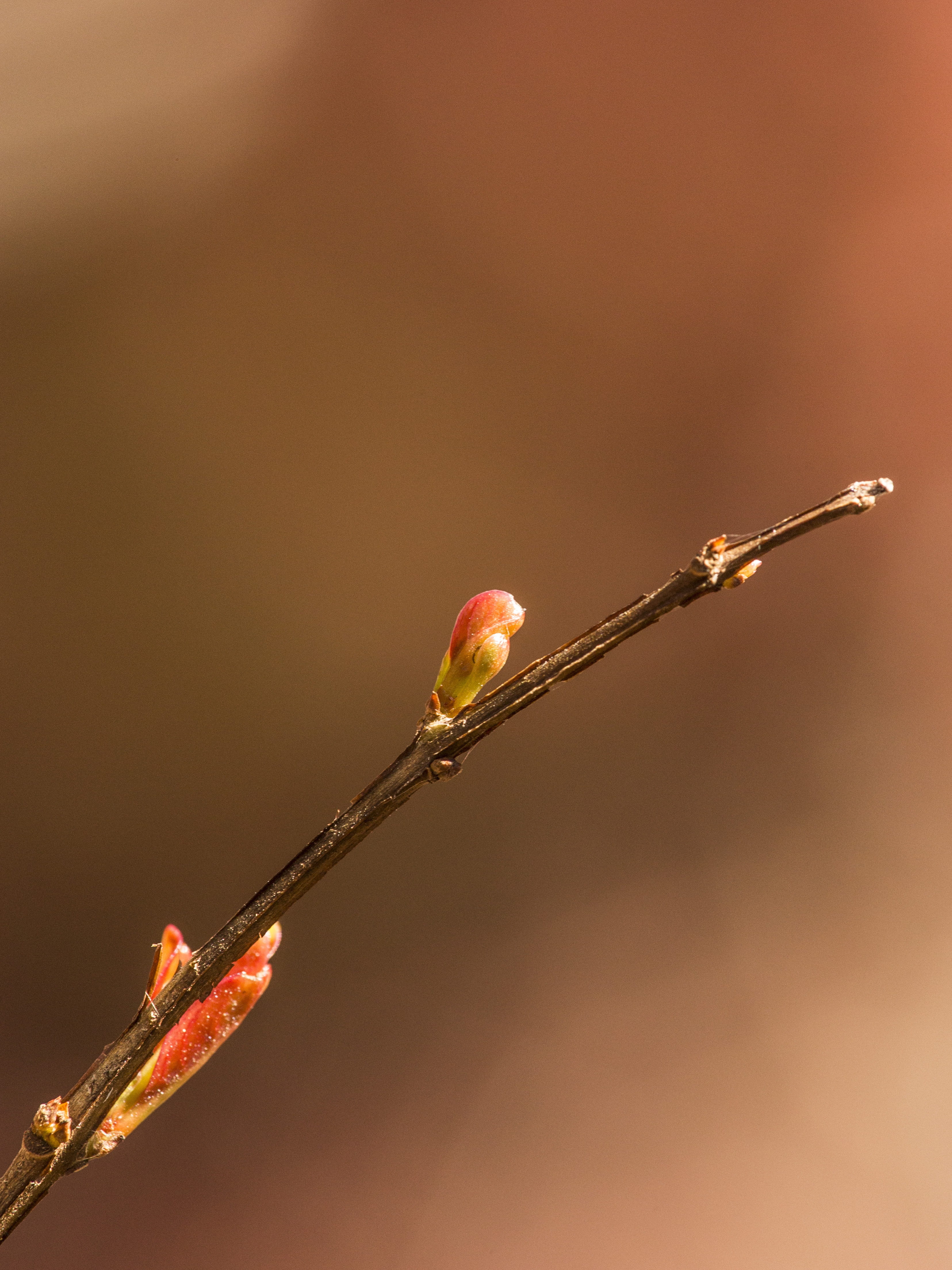 red, flowering plant, close-up, vulnerability, soil, water, season, freshness, nature, spring, leaf, growth, ground, studio shot, petal, copy space, organic, Phone HD Wallpaper