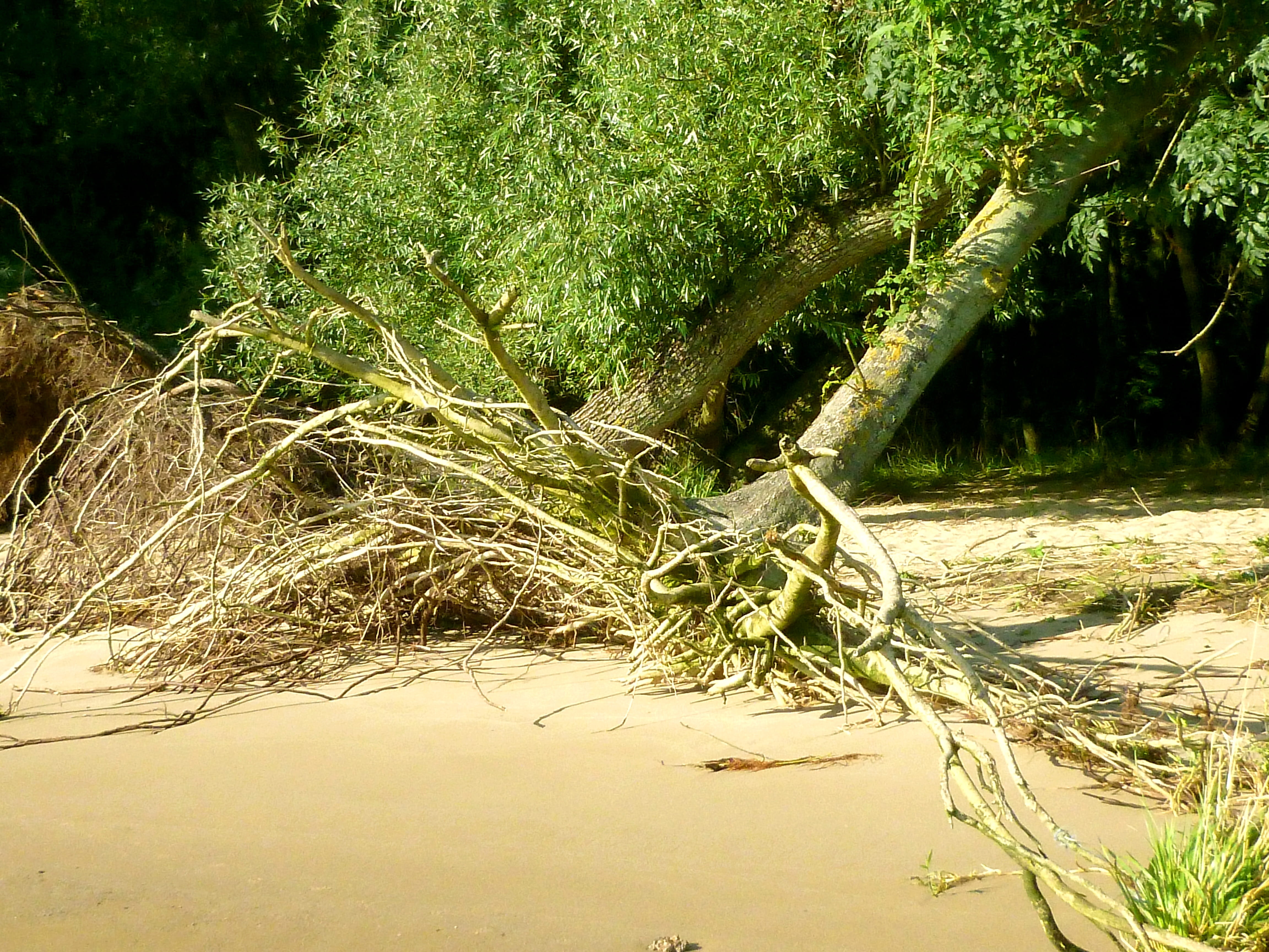 no People, tranquil scene, root, ebb, uprooted, land, green, elbe beach, 4K, footpath, summer, Walk On, walk on the beach, green Color, On The Beach, river landscape, HD Wallpaper