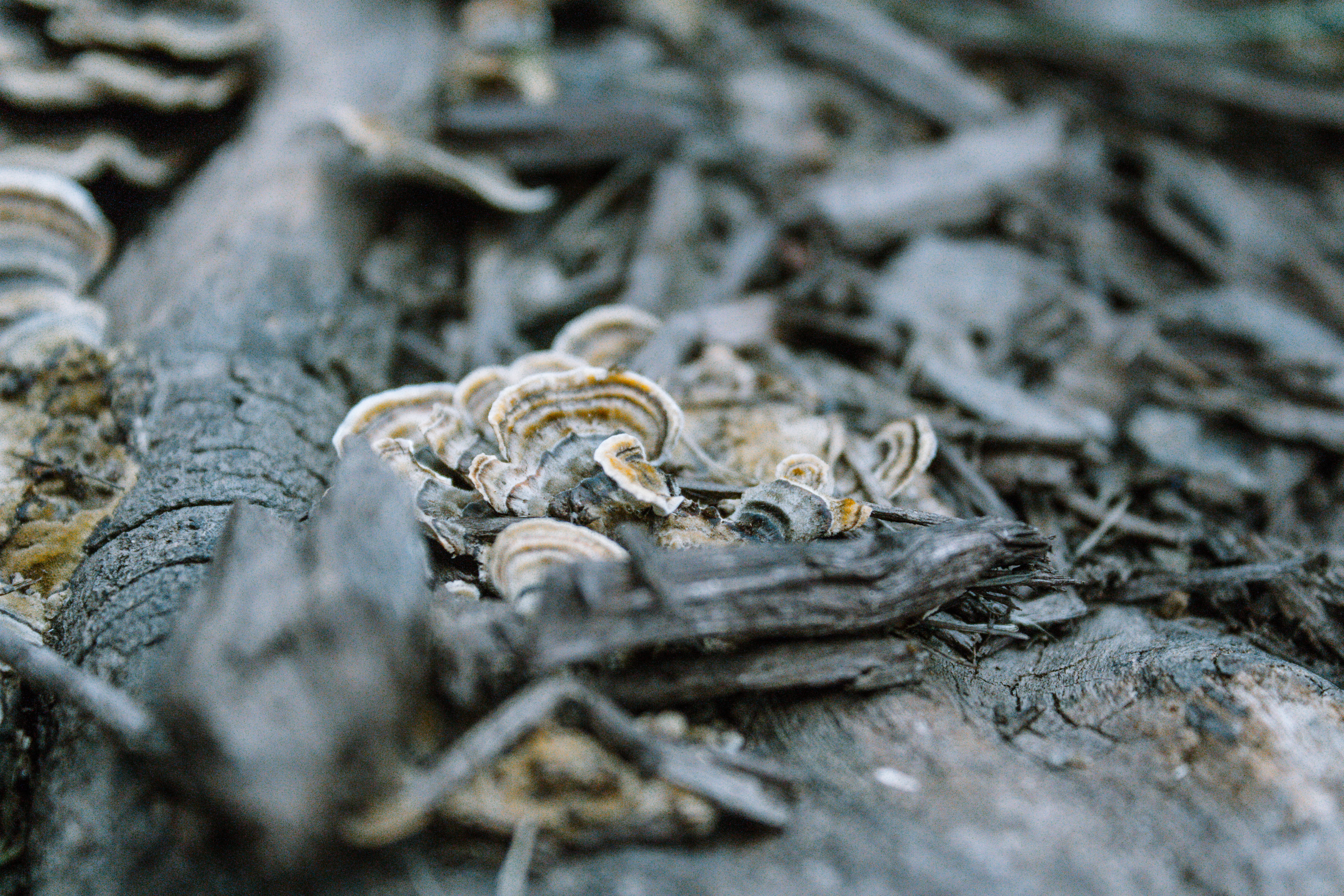 outdoor, selective focus, fungi, wood, aspen hill, animal, group of animals, animal themes, textured surface, texture, textured, united states, mushrooms, HD Wallpaper