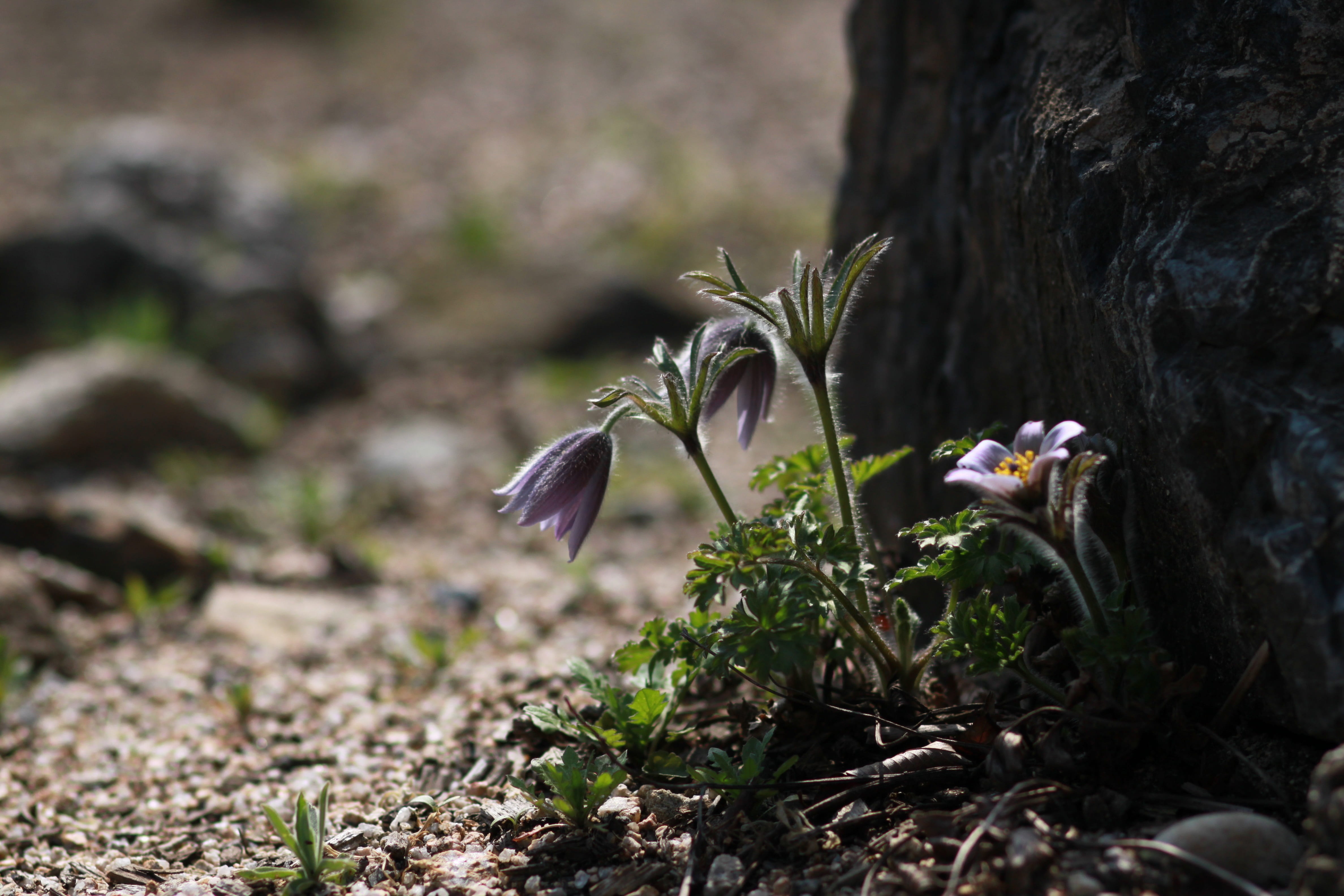 trunk, growth, flower head, summer, focus on foreground, outdoors, plant, some people dont, land, fragility, bunch of flowers, see flowers, garden, vulnerability, HD Wallpaper