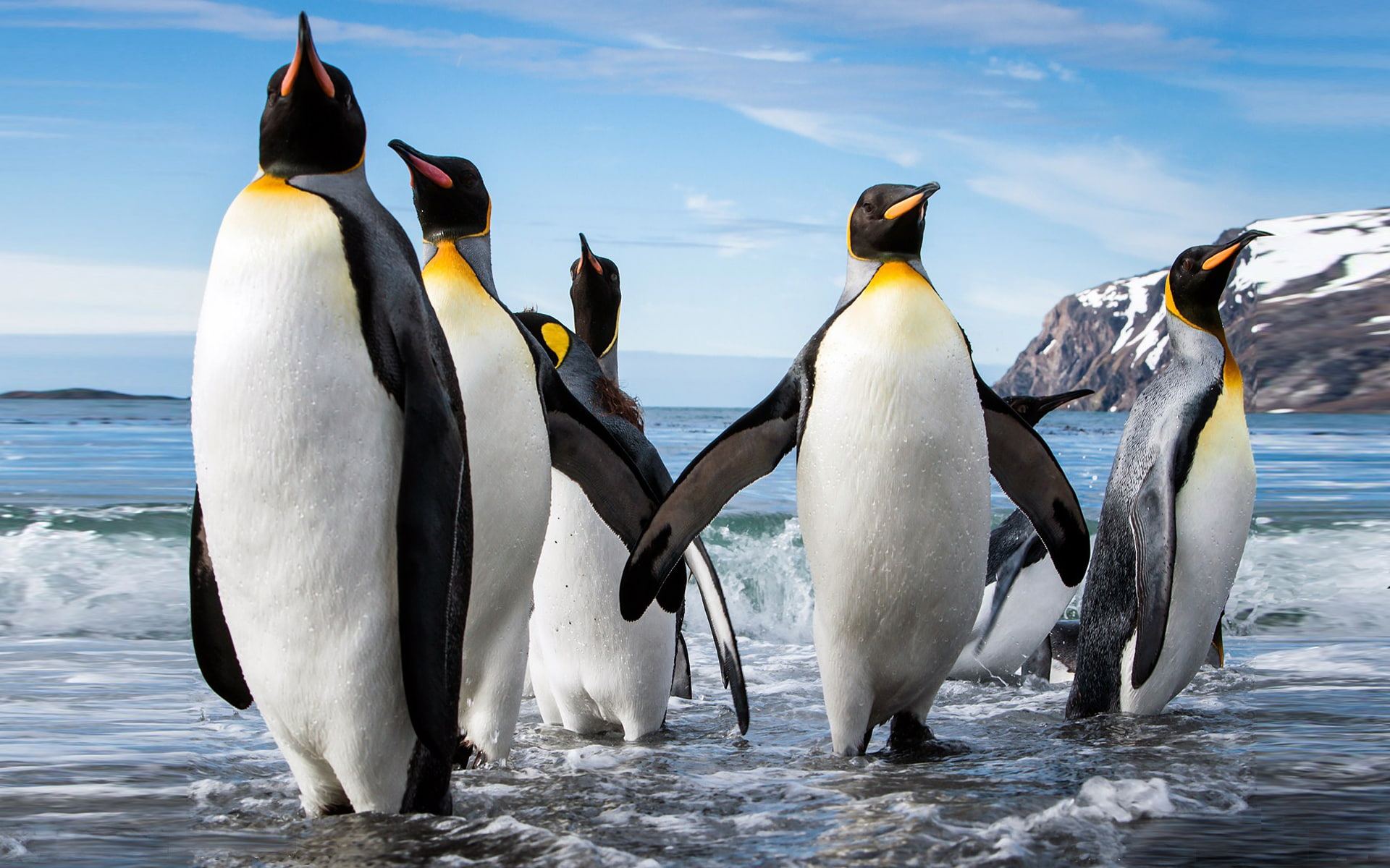  size, 1080P, forsteri, reaching, emperor, weighing, height, desktop, aptenodytes, penguin, kg, cm, HD Wallpaper