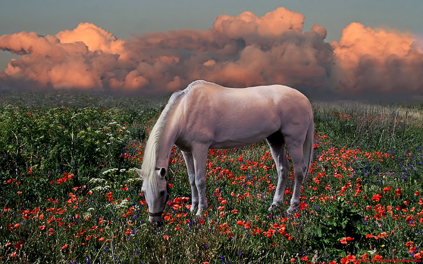 animals, horses, animal, nature, hd, 720P, kg, Landscape, art, HD Wallpaper