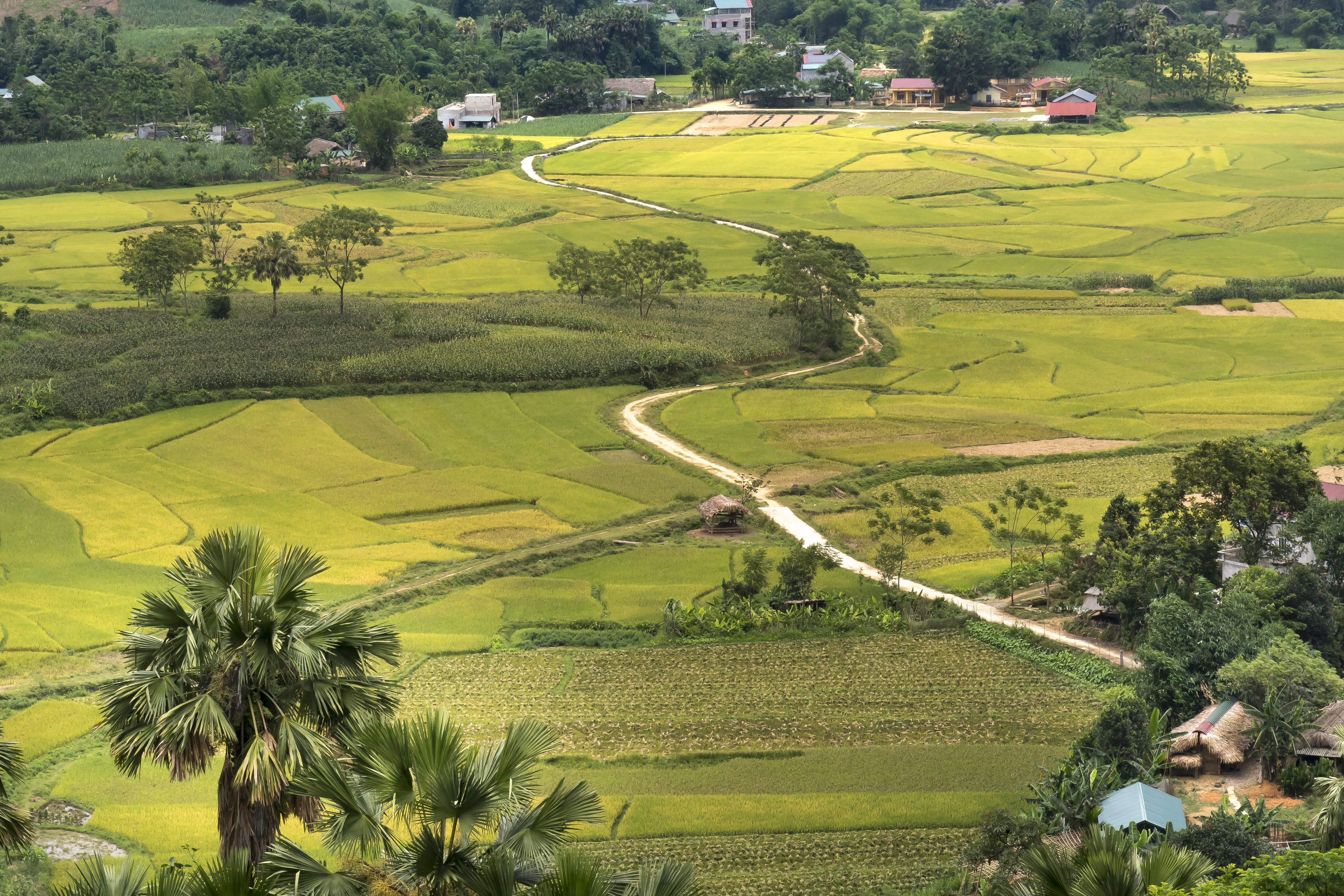 tropical, green color, beauty in nature, the beauty, spring, growth, scenic, no people, tuyen quang, wild, autumn, 5K, summer, nice, peace, landscape, HD Wallpaper