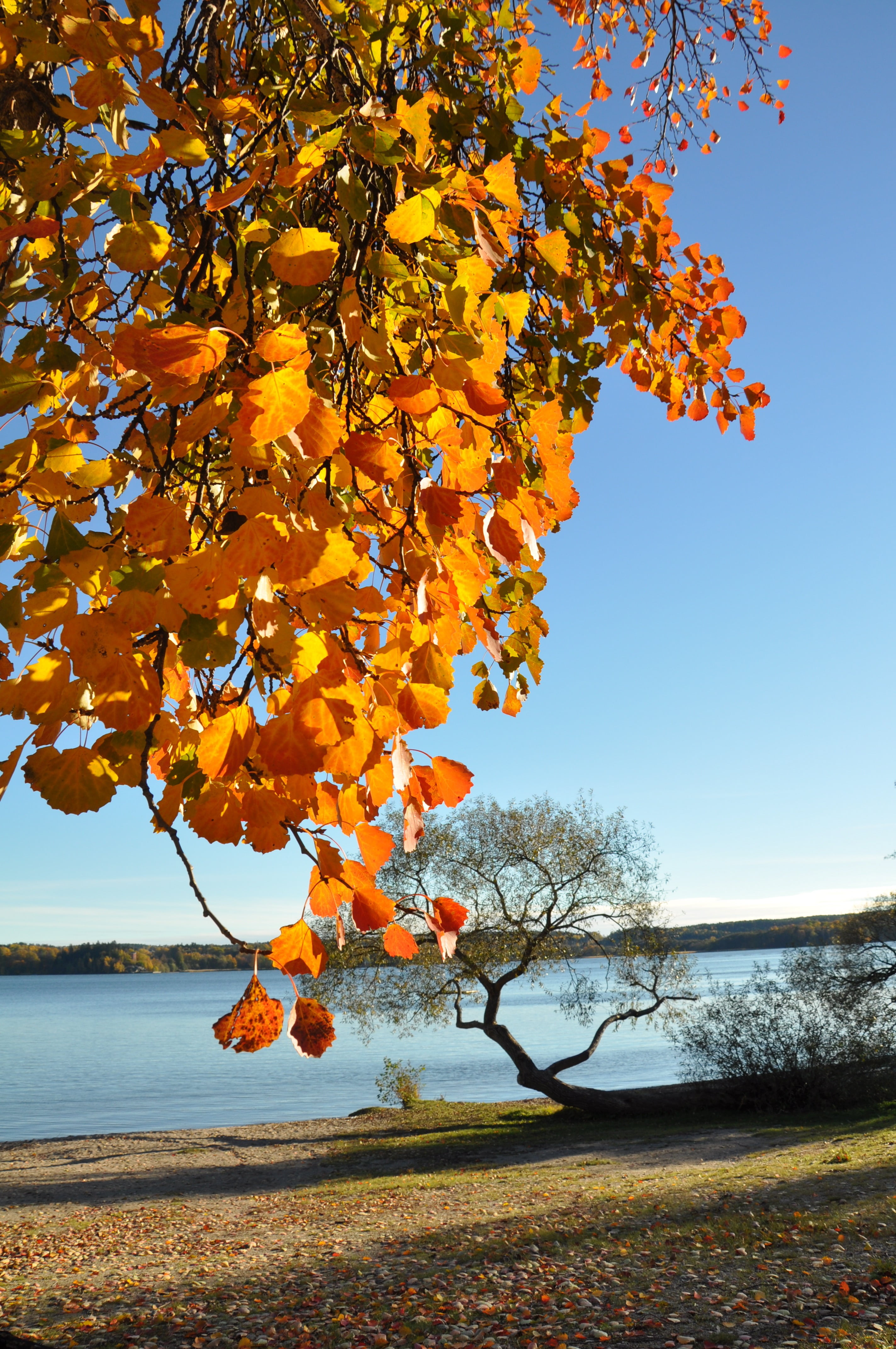tranquil scene, lake mälaren, outdoors, beauty in nature, plant part, sky, growth, land, plant, tranquility, beach, no people, orange color, tree, autumn collection, Phone HD Wallpaper