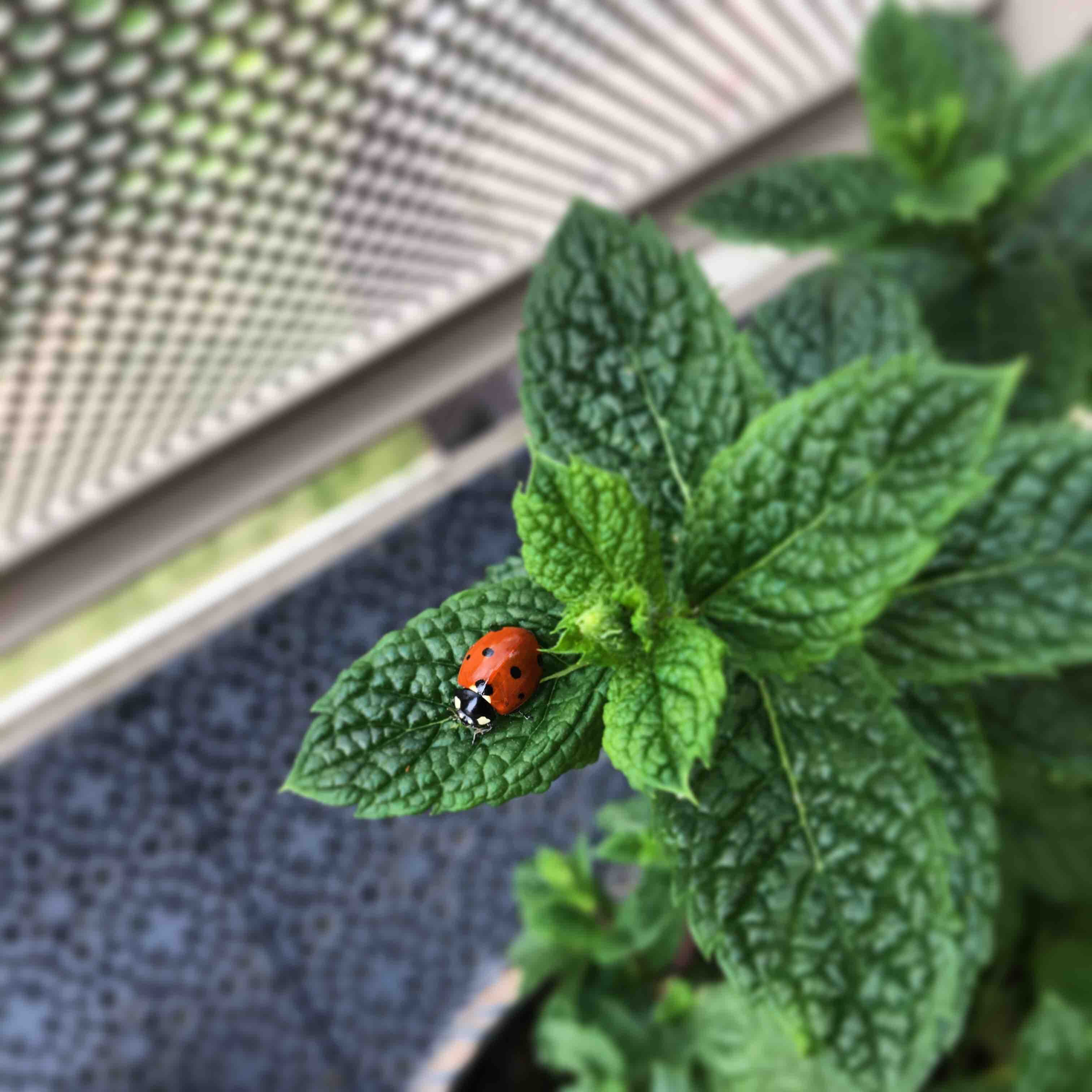 animal wildlife, leaf, 2K, plant, animal wing, high angle view, plant part, nature, ladybug, animal, day, sweden, growth, close-up, butterfly - insect, Phone HD Wallpaper