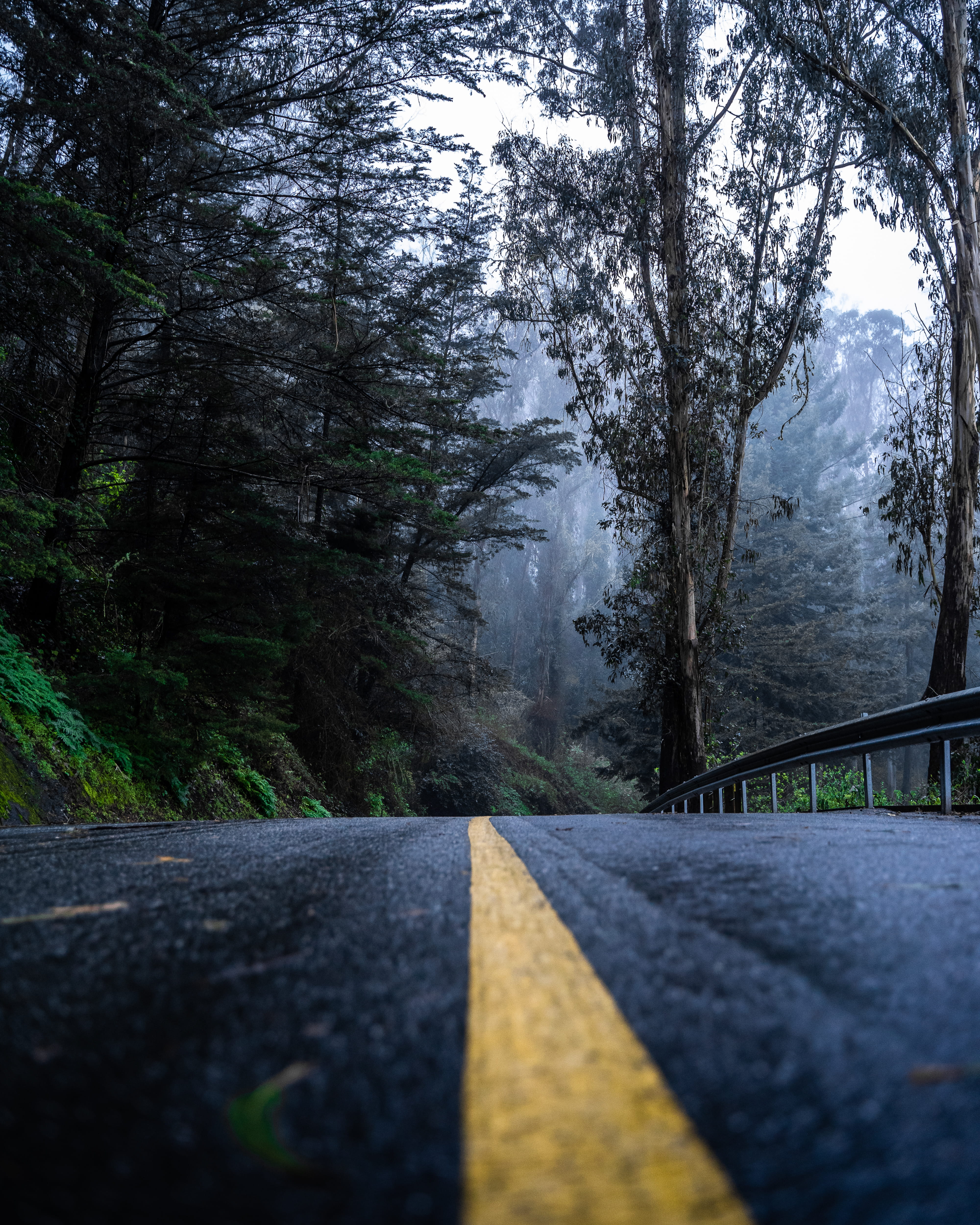 san francisco, sign, day, california, dividing line, transportation, black, forest, tree, dark, marking, roadtrip, tranquility, direction, green, outdoors, Phone HD Wallpaper
