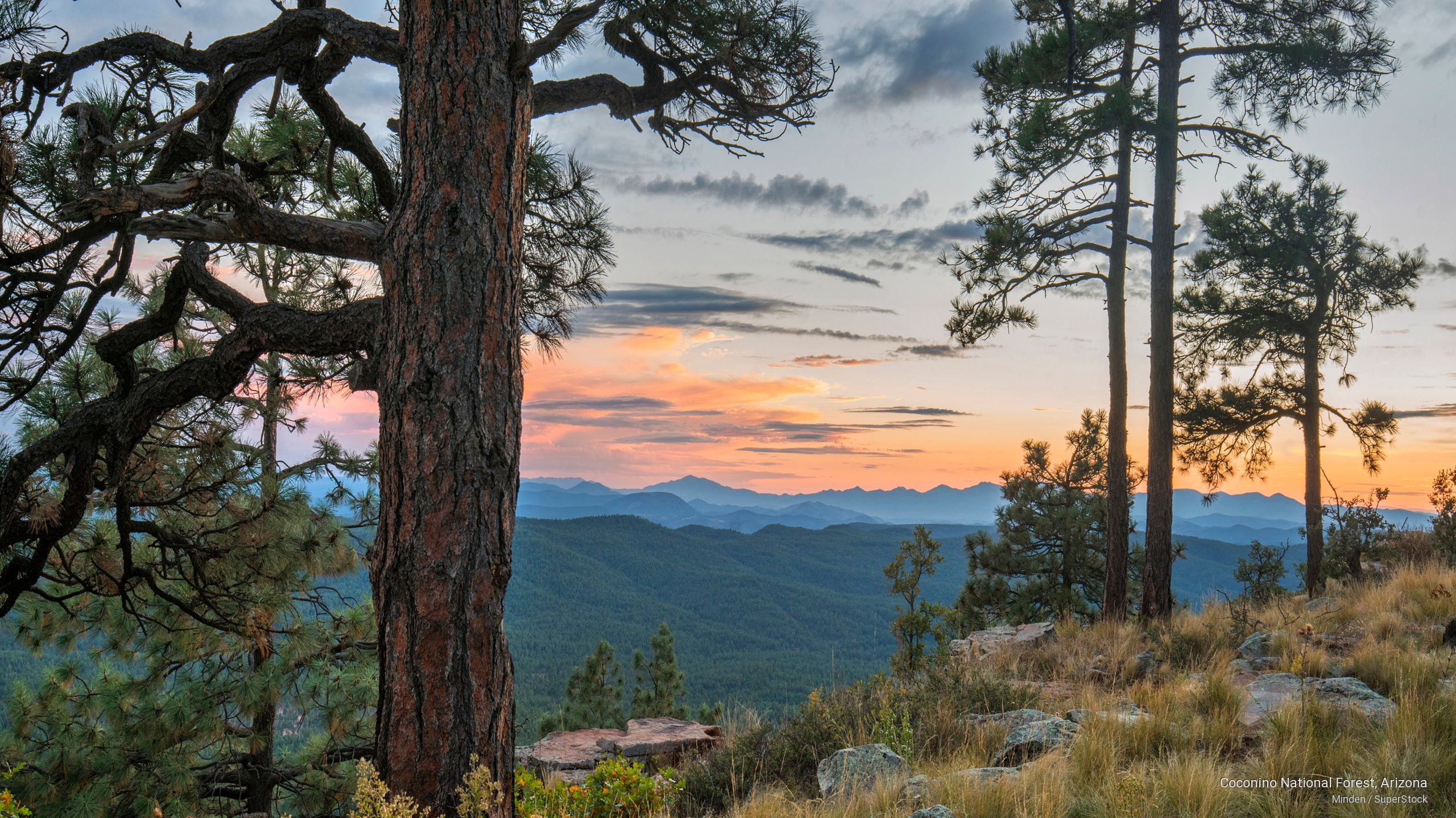 arizona, Nature, 2K, national, coconino, forest, HD Wallpaper