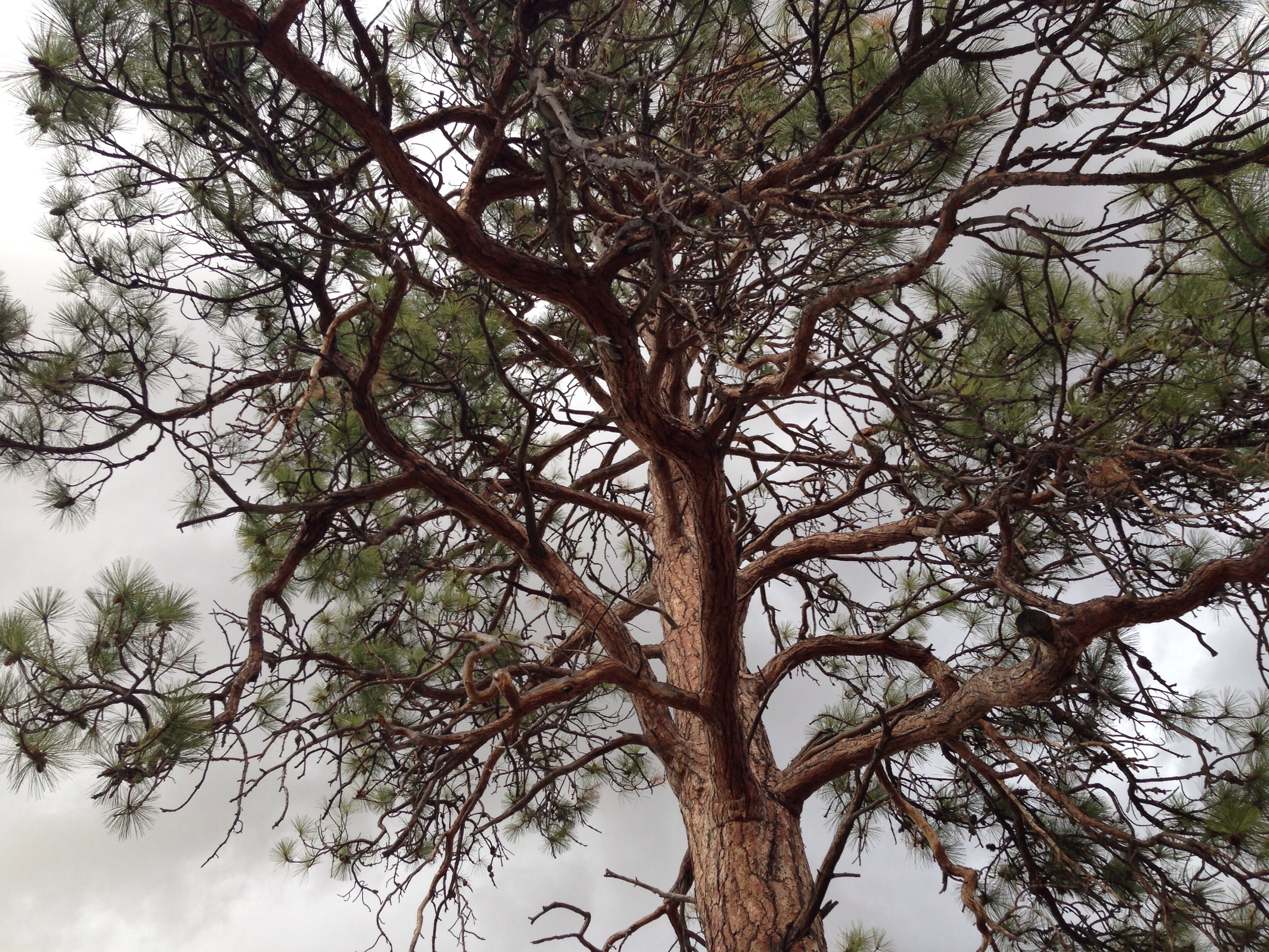 ponderosa pine, nature, tree, tree canopy, tranquil scene, day, plant, tree trunk, bare tree, beauty in nature, growth, outdoors, tranquility, 2K, cloud - sky, HD Wallpaper