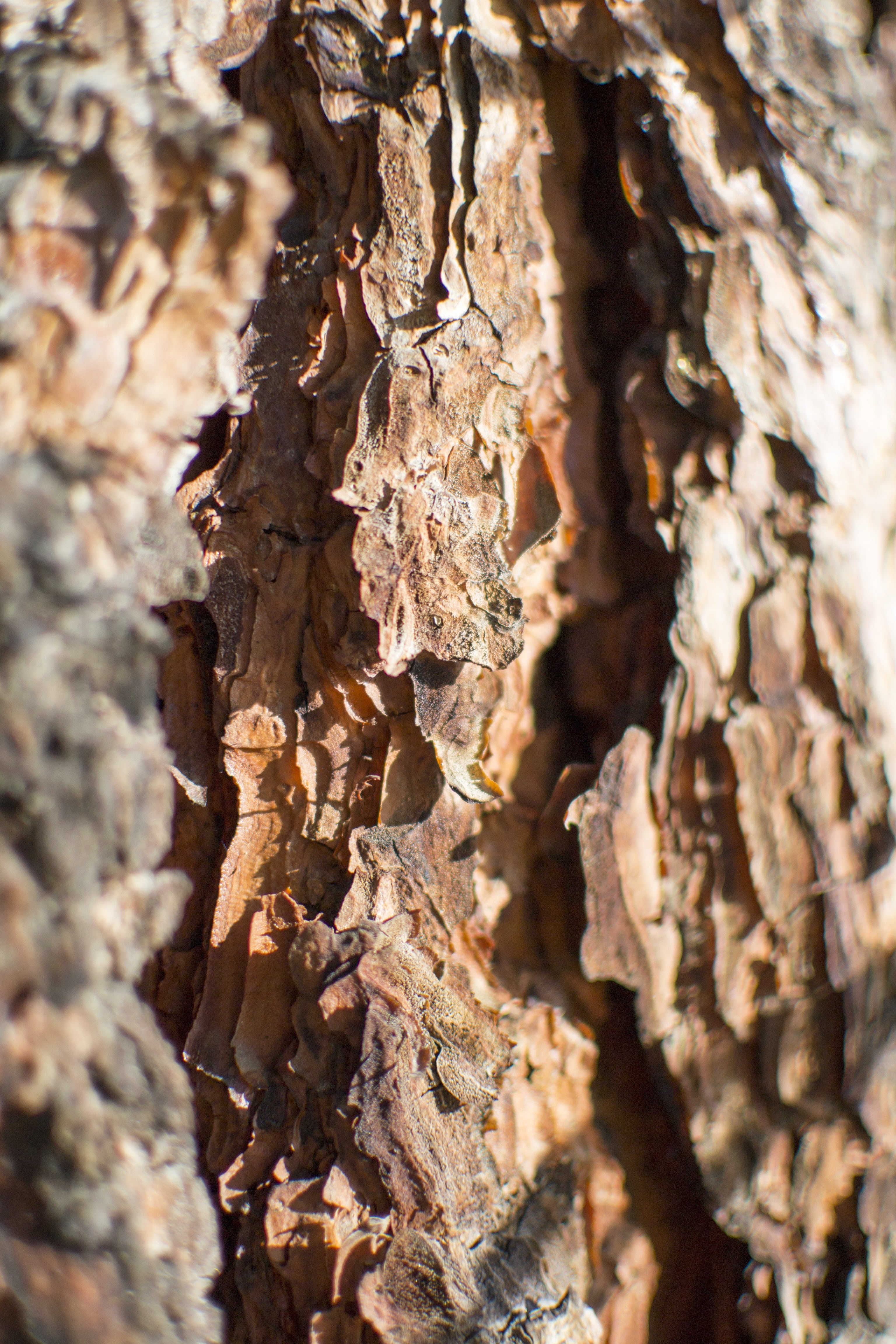 backgrounds, wall, skin, rough, eroded, full frame, close-up, old, organic, texture, weathered, focus on foreground, hardwood, wood, backdrop, bark, plant, Phone HD Wallpaper