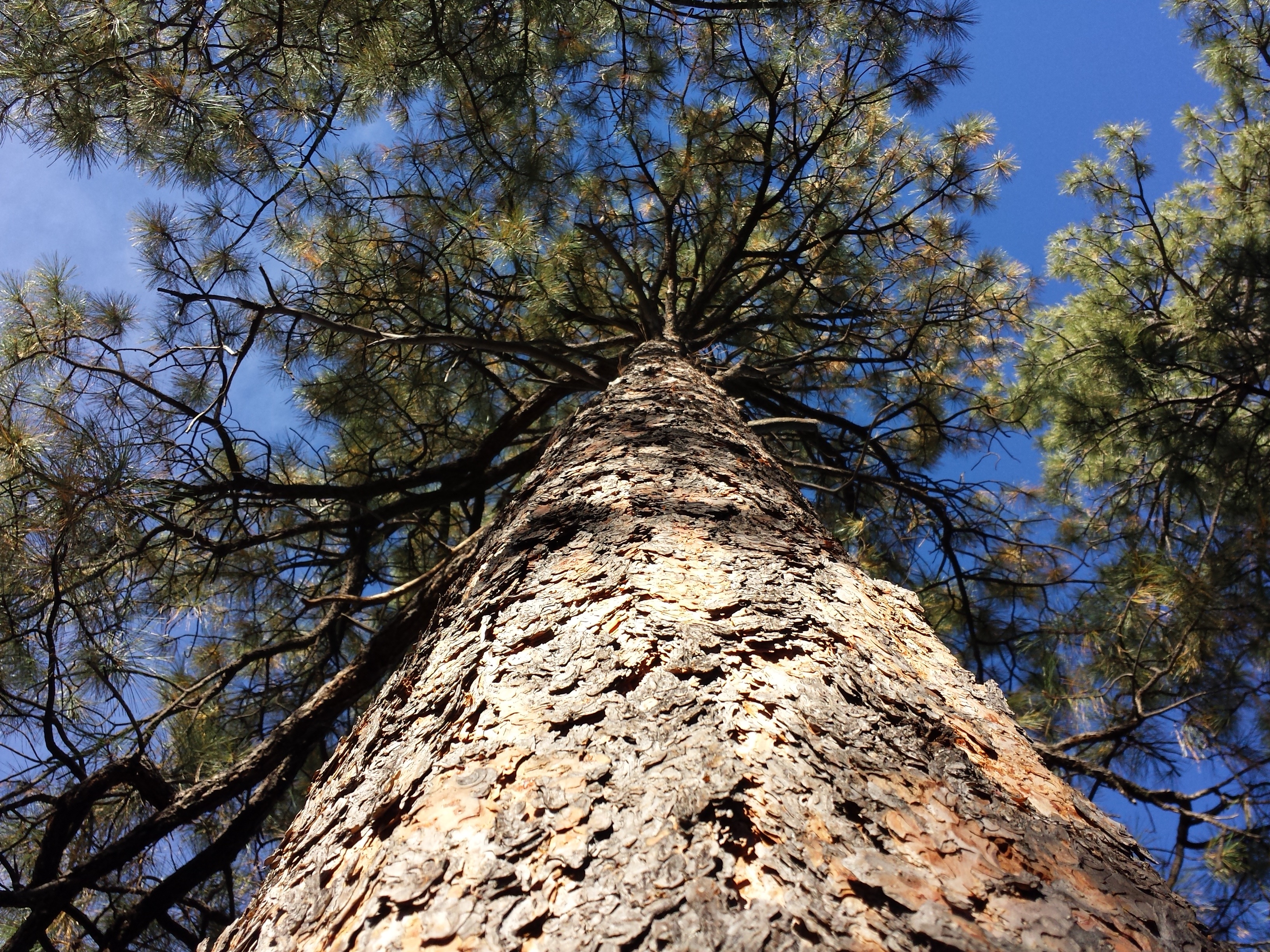 outdoor, ponderosa pine, ponderosa, trunk, outdoors, tree canopy, nature, pine tree, bark, tree, day, blue, pinecone, 2K, conifer, tranquility, beauty in nature, HD Wallpaper
