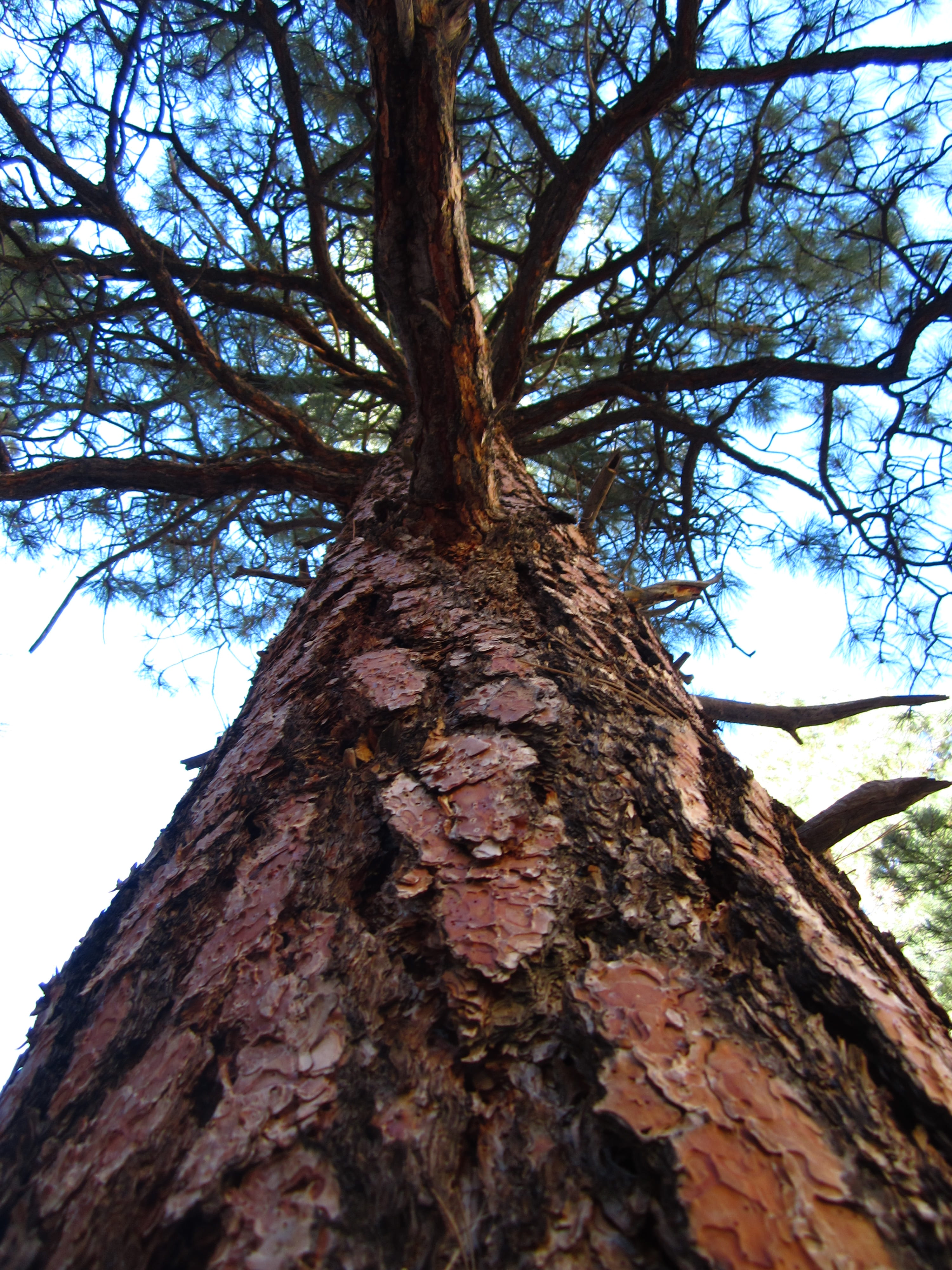 trunk, directly below, brown, growth, bark, nature, plant, plant bark, pine, tree trunk, trees, low angle view, branch, up, outdoors, day, textured, tree, Phone HD Wallpaper