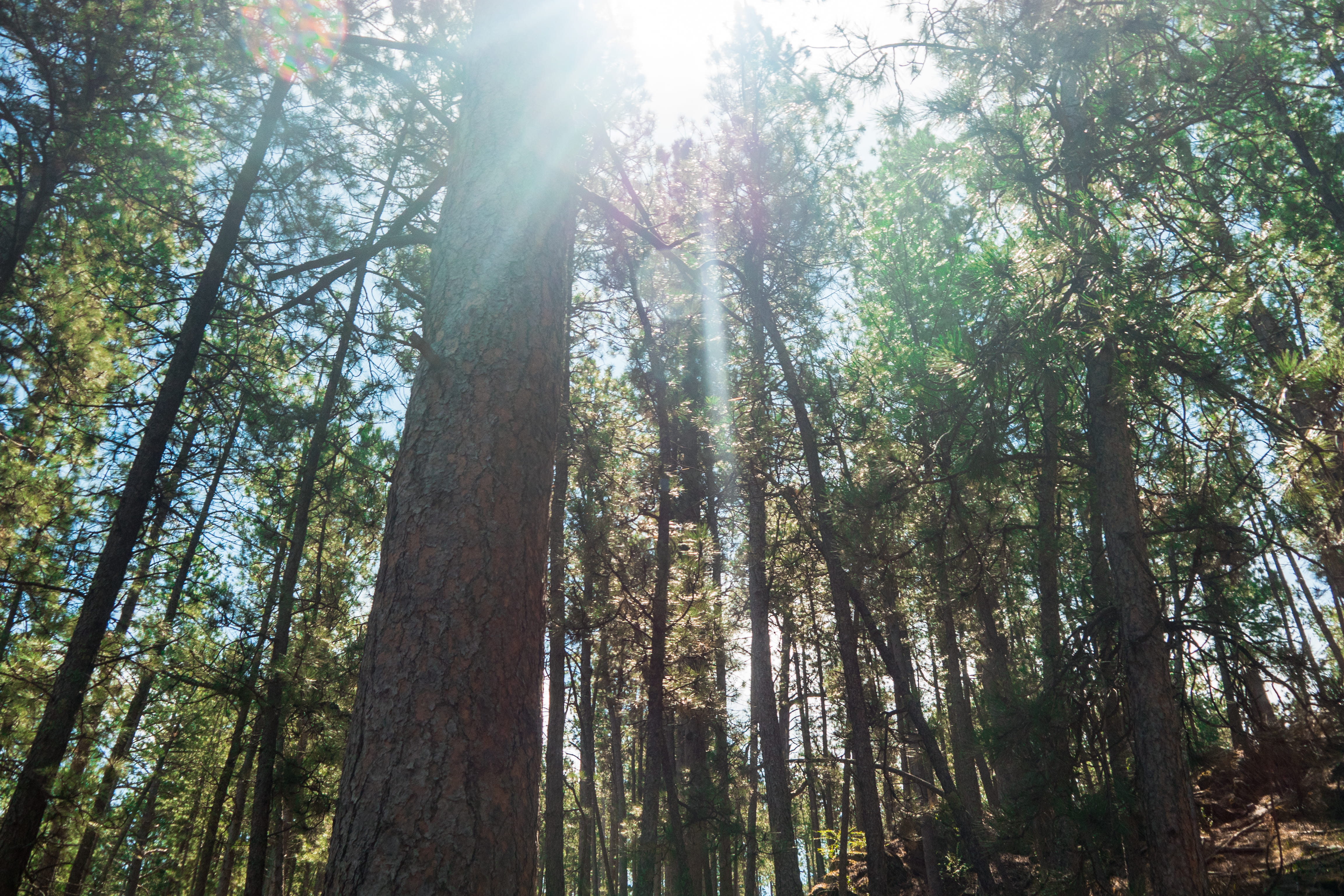 lens flare, custer, land, forest, ponderosa, tall - high, no people, trees, sunlight, scenics - nature, tree, pine woodland, united states, sunbeam, plant, HD Wallpaper