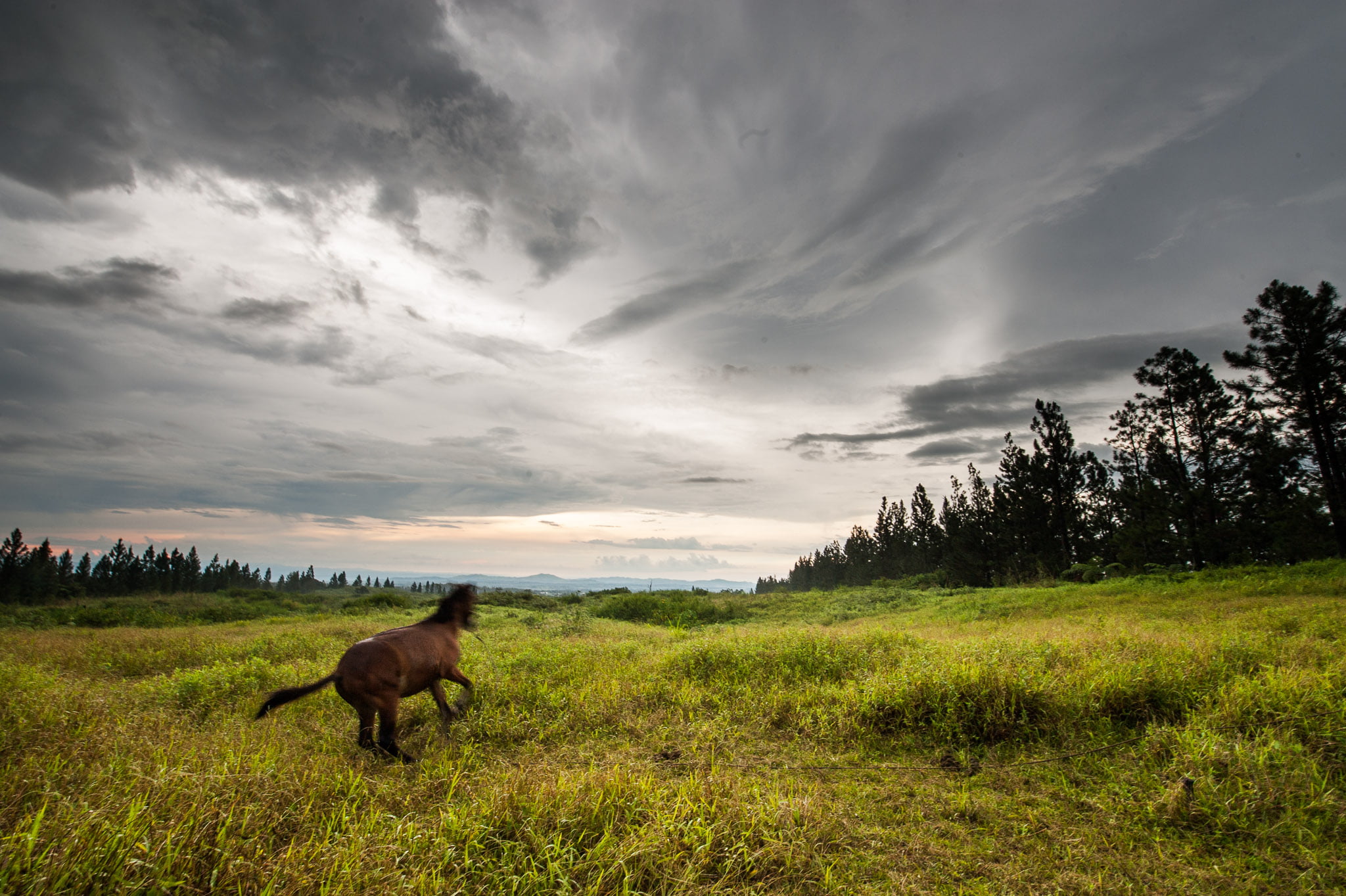 cloud - Sky, outdoors, nature, field, brown, jpg, DSC, landscape, horse, beauty In Nature, running, wide, grassland, grass, animal, mammal, pasture, summer, HD Wallpaper