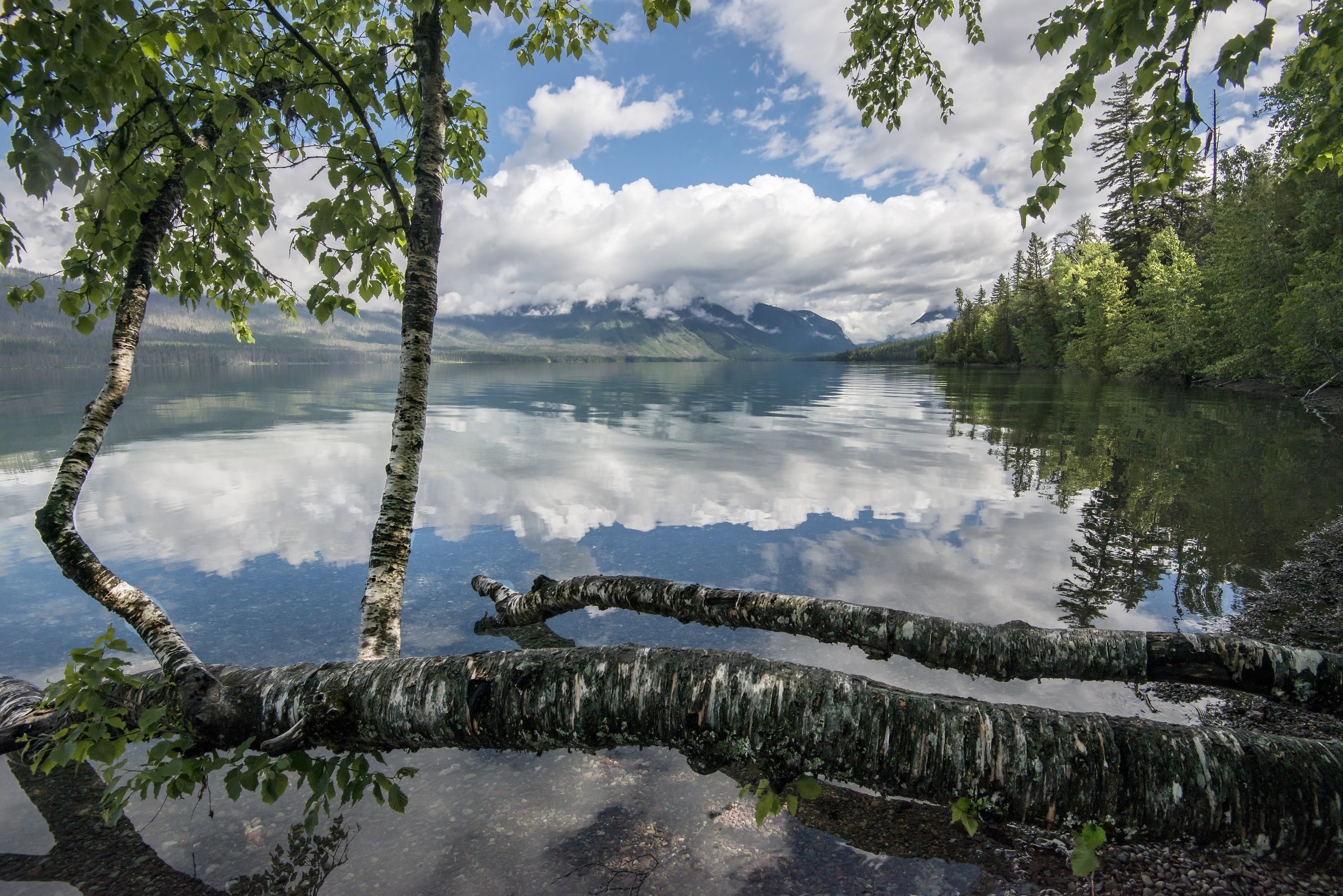 water, reflection, plant, glacier, landscape, beauty in nature, idyllic, leaves, montana, calm, sky, cloud - sky, scenics - nature, usa, panorama, national park, HD Wallpaper