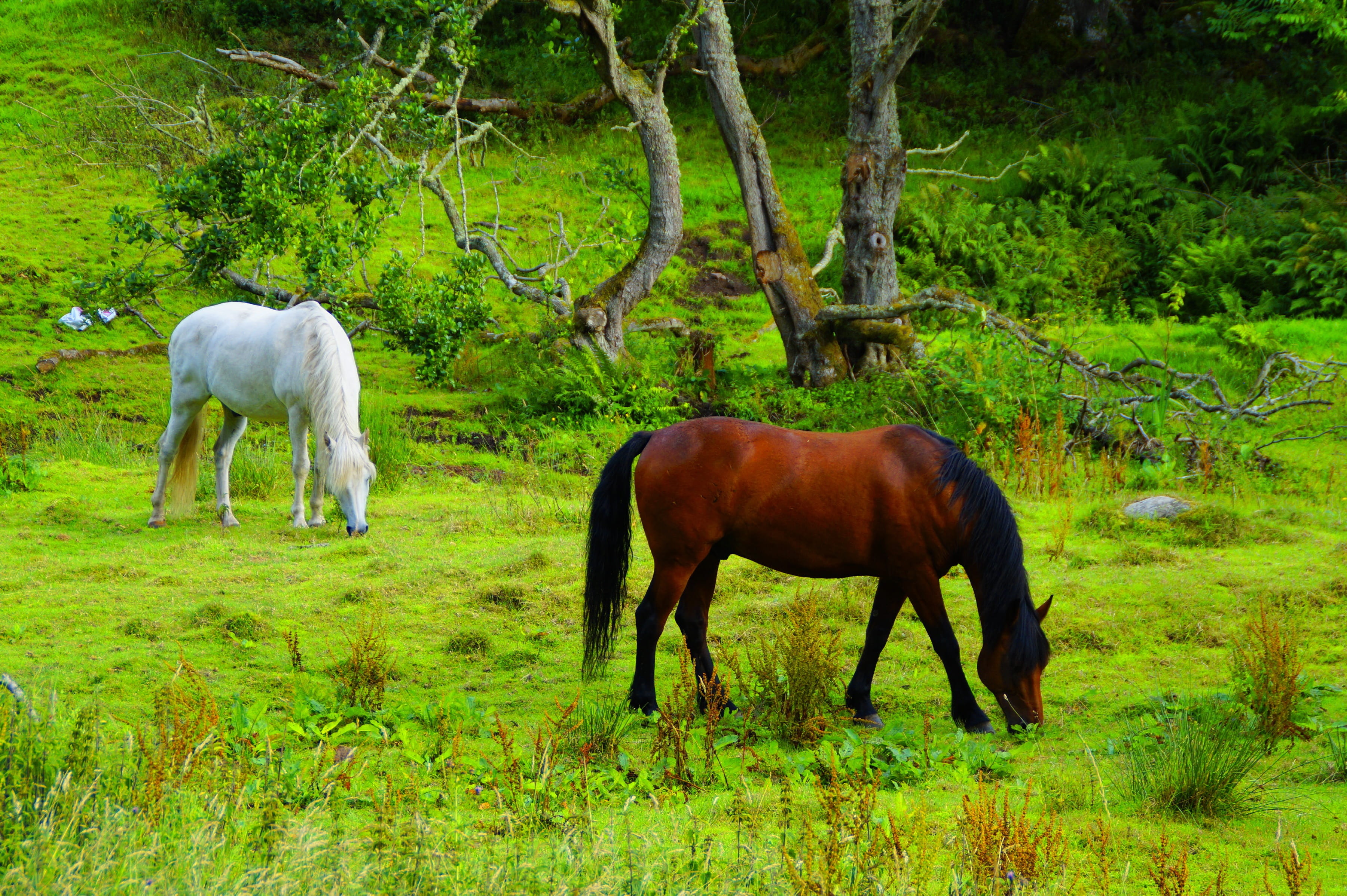horse, tree, peaceful, scotland, grazing, plant, group of animals, vertebrate, domestic, pets, domestic animals, united kingdom, mood, livestock, green color, HD Wallpaper