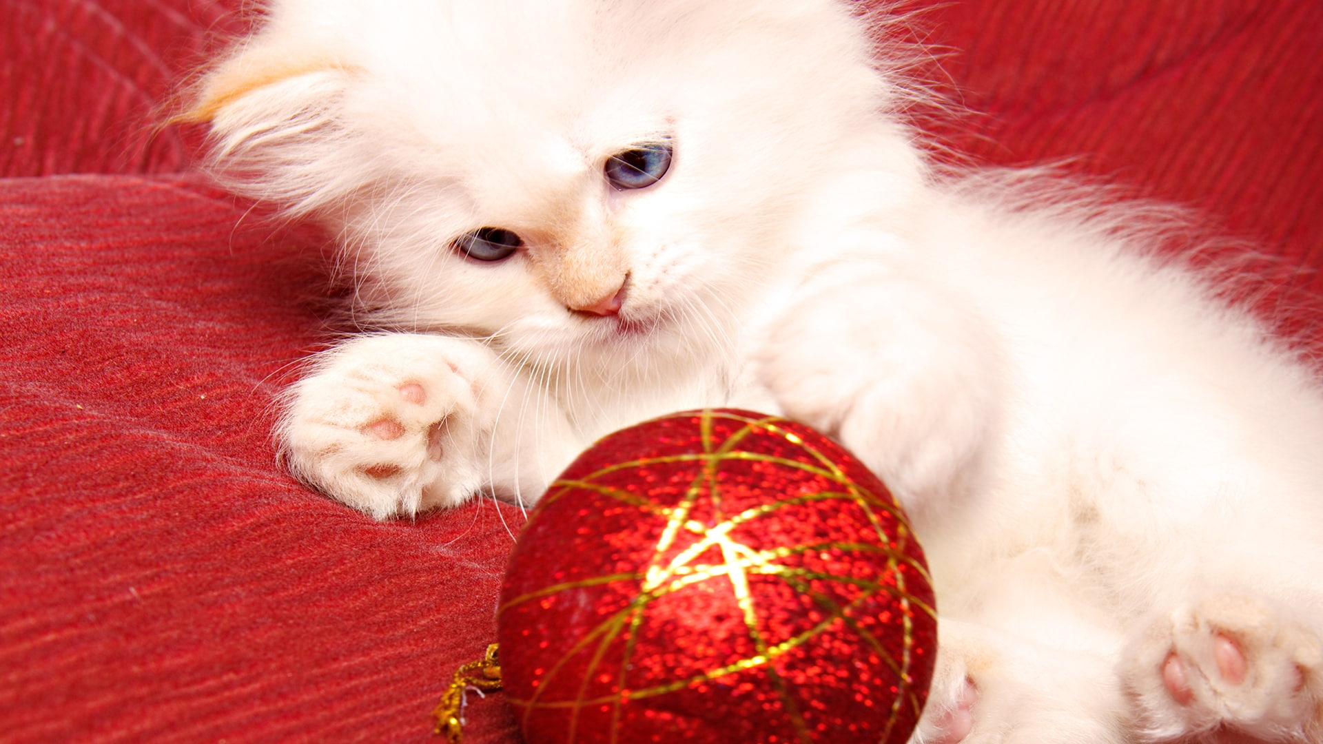 Christmas, cats, red, animals, fluffy, white, hd, toy, art, cat, 1080P, HD Wallpaper