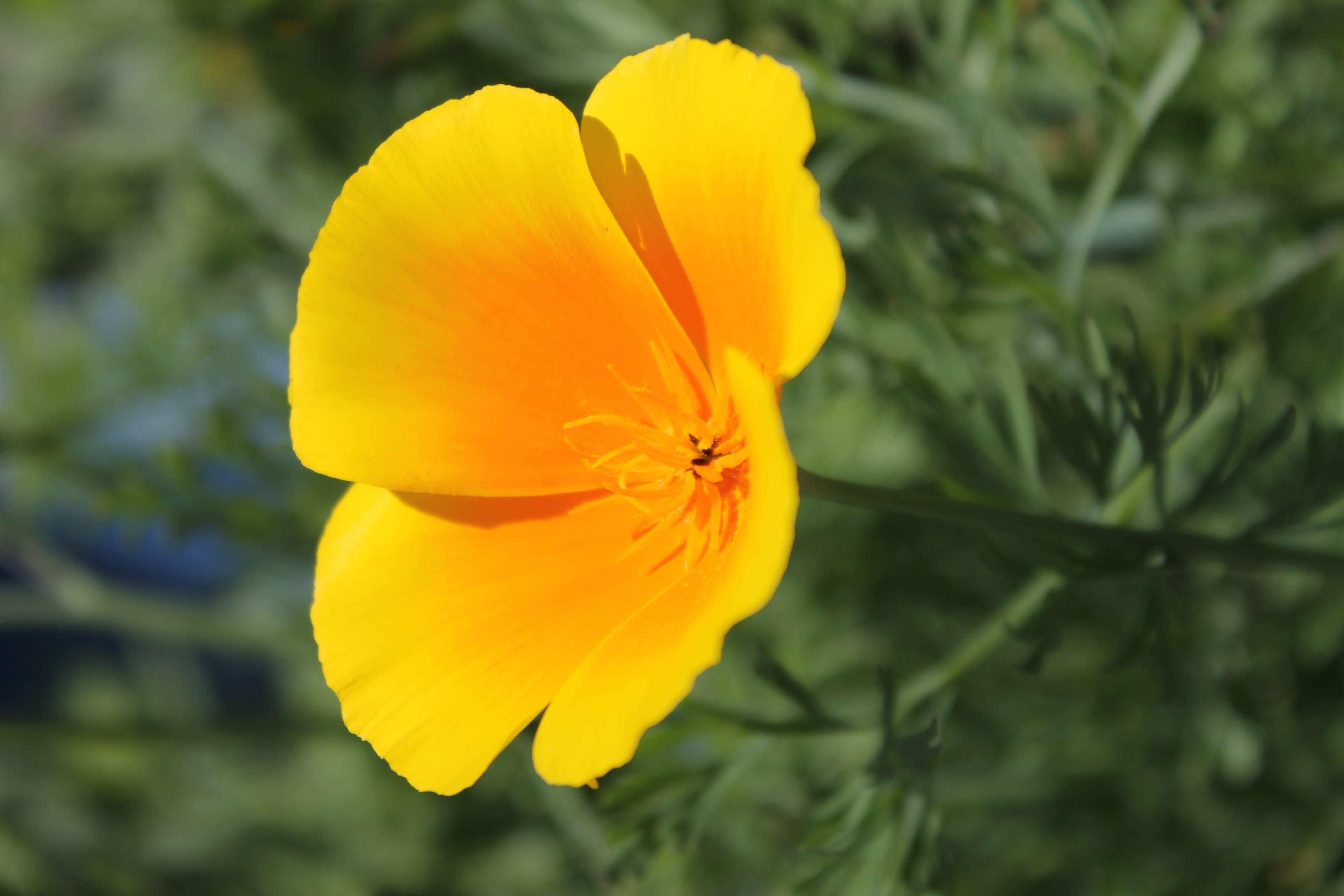 yellow flower, small flower, vulnerability, growth, yellow, outdoors, plant, nature, flower head, san diego botanical garden foundation, no people, inflorescence, HD Wallpaper