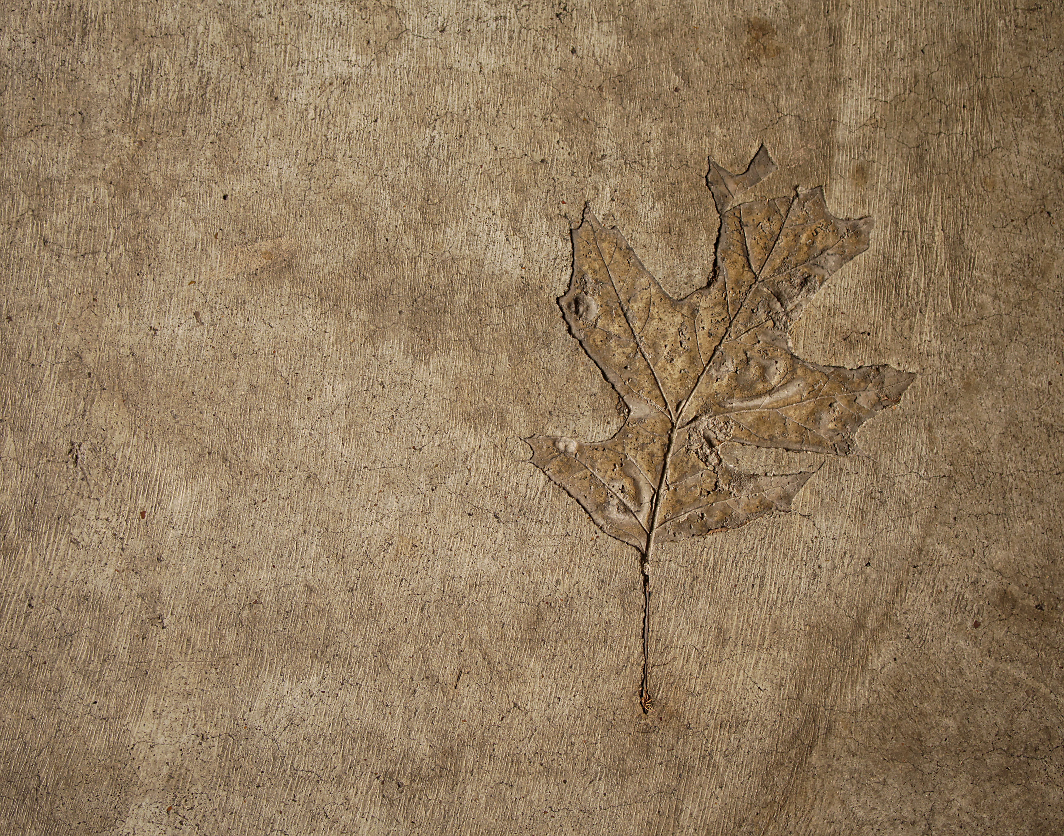 rough, stem, directly above, background, soil, wall - building feature, brown, tan, outdoors, pattern, leaf, plant part, dead plant, textured, illustration, HD Wallpaper