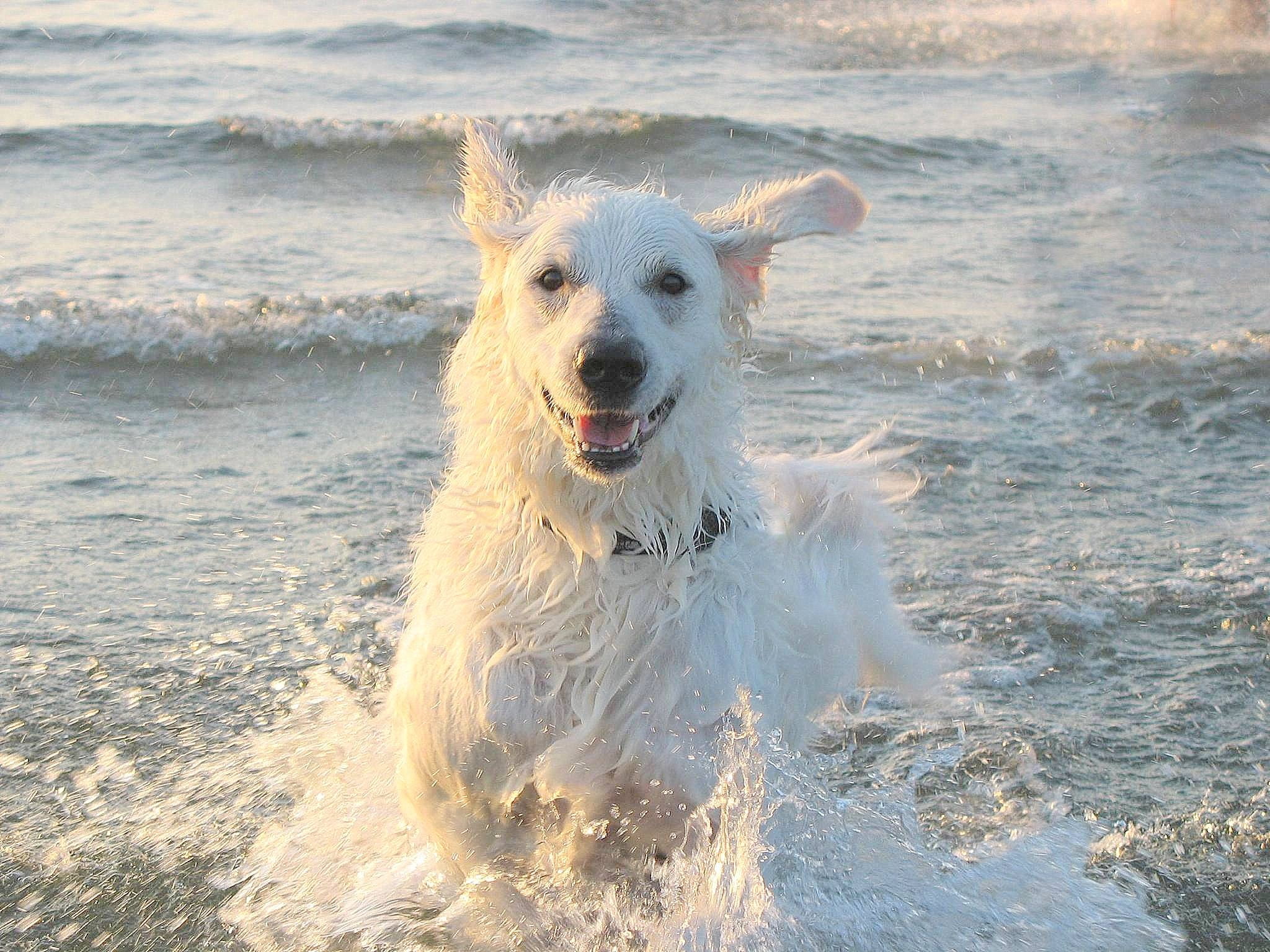canine, fun, Shepherd Dog, 1080P, swim, animal, cute, coast, wave, wet, domestic animals, motion, day, animal themes, mammal, pets, one animal, domestic, HD Wallpaper