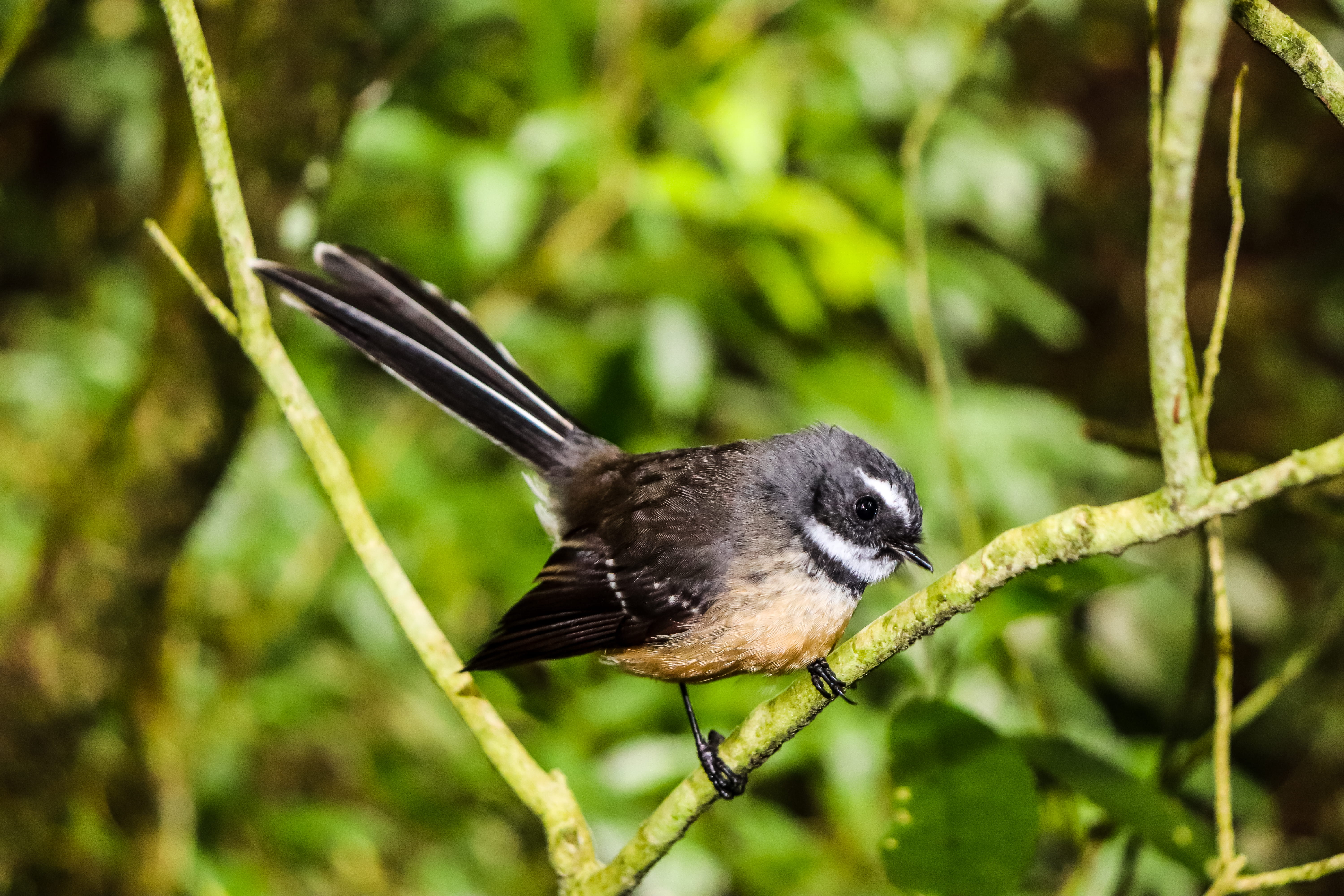 close-up, trees, black color, plant, 5K, no people, side view, nature, new zealand, day, animals in the wild, dunedin, tree, fantail, forest, focus on foreground, HD Wallpaper