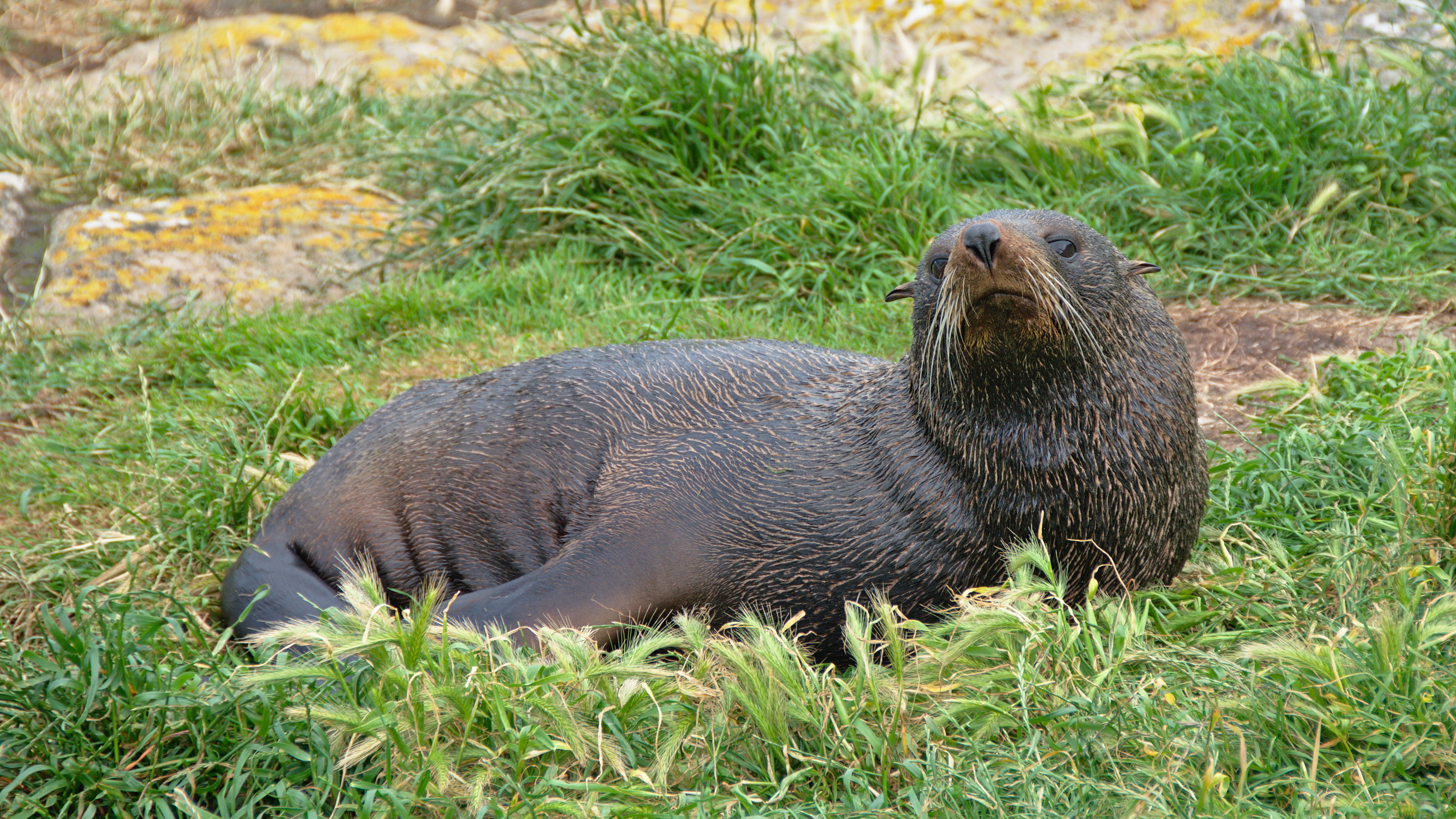 animal wildlife, plant, land, kekeno, nature, field, whisker, animal themes, vertebrate, dunedin, otter, mammal, day, wildlife, outdoors, relaxation, otago peninsula, HD Wallpaper