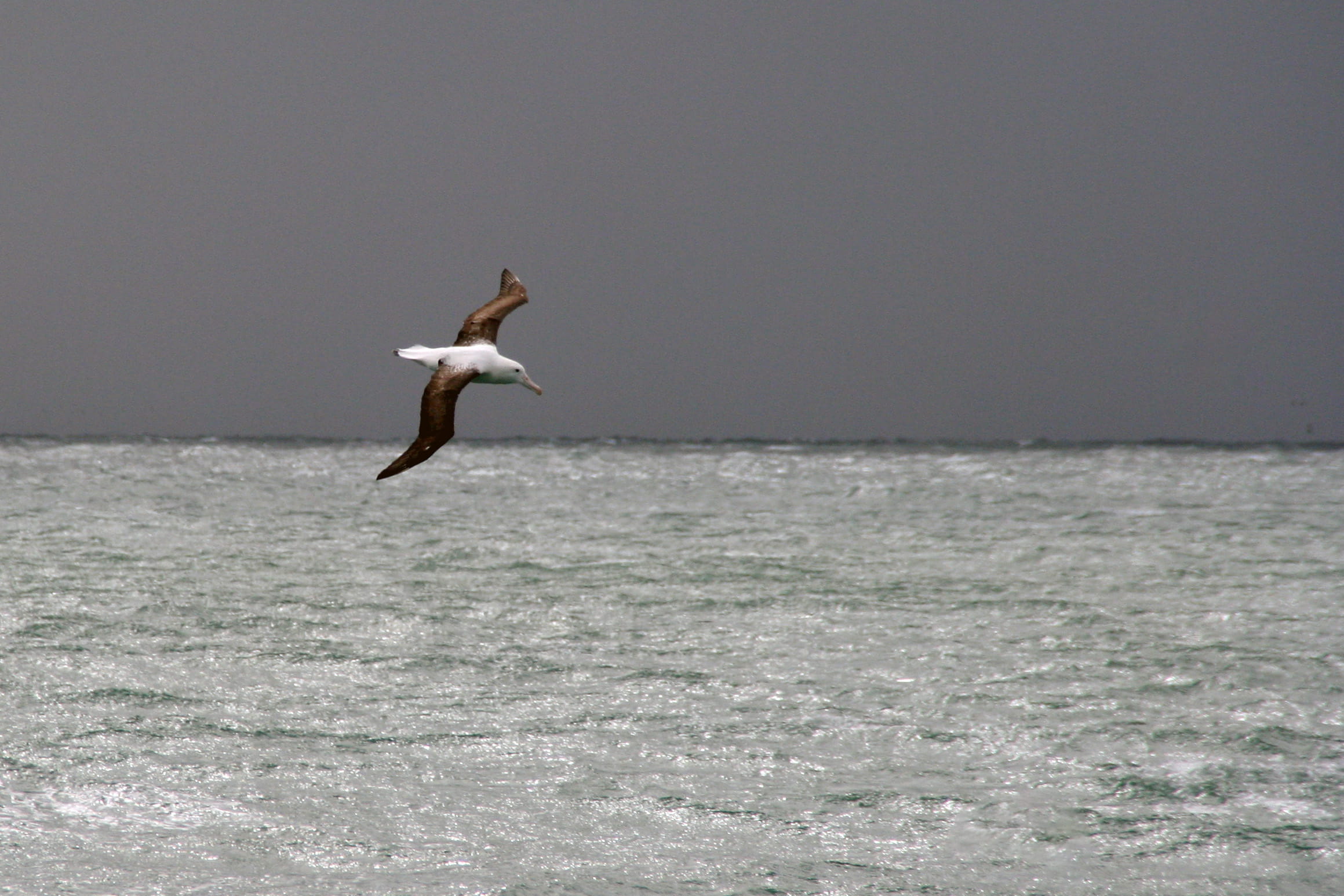 sea, animals in the wild, 1080P, albatross, animal wildlife, new zealand, motion, animal, spread wings, day, one person, one animal, outdoors, nature, HD Wallpaper