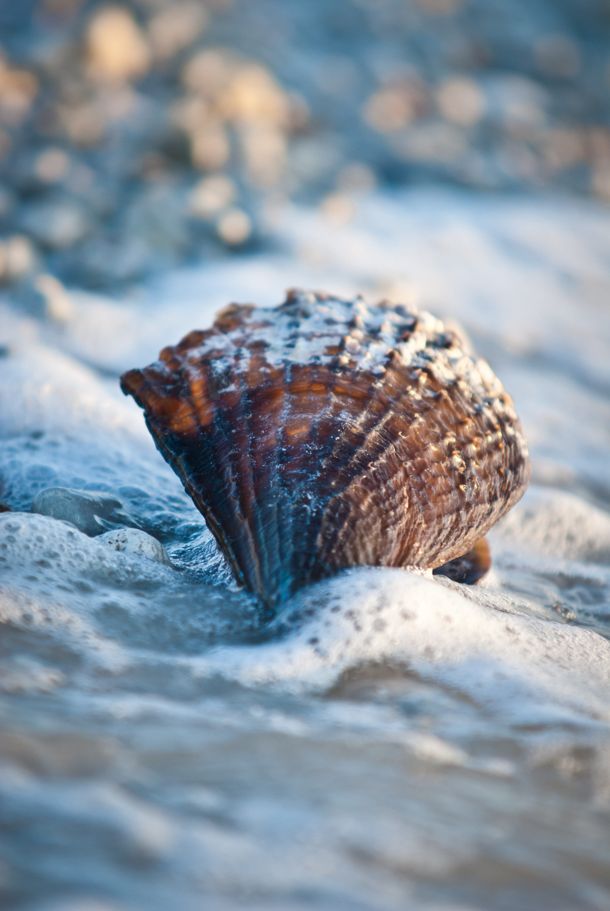 nature, water, dunedin, animal themes, selective focus, outdoors, invertebrate, surface level, solid, animal, honeymoon island, day, rock, no people, animals in the wild, Phone HD Wallpaper