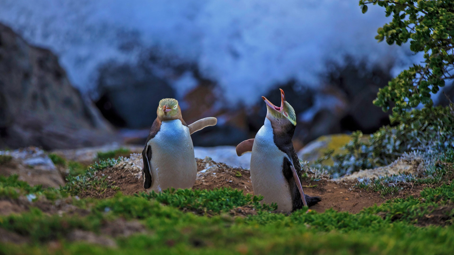 New Zealand, bird, Moeraki, 1080P, yellow-eyed penguin, HD Wallpaper