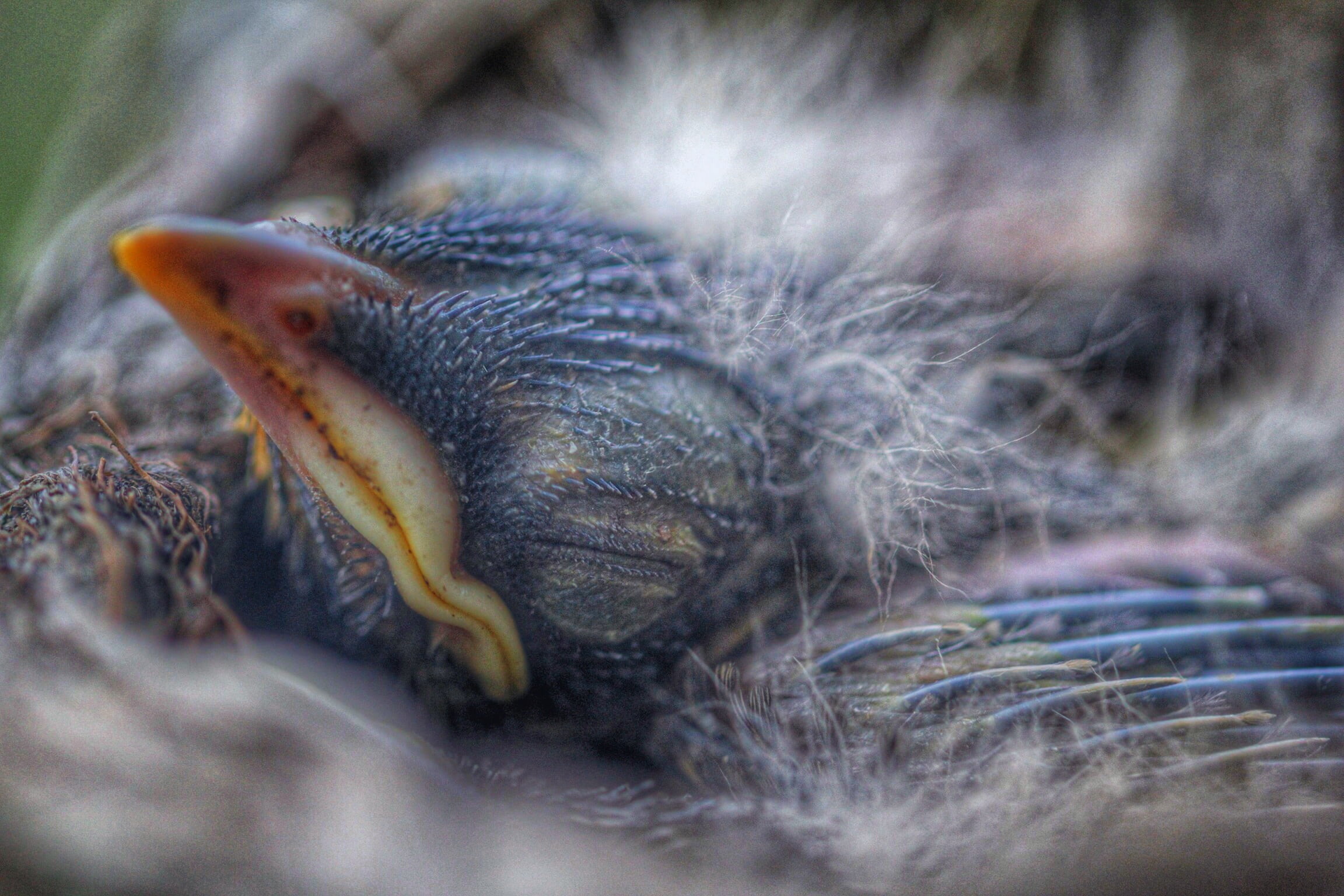 watching, rare, gray, selective focus, focus, mouth open, animal head, no people, nest, protection, featherless, day, one animal, young animal, invertebrate, HD Wallpaper