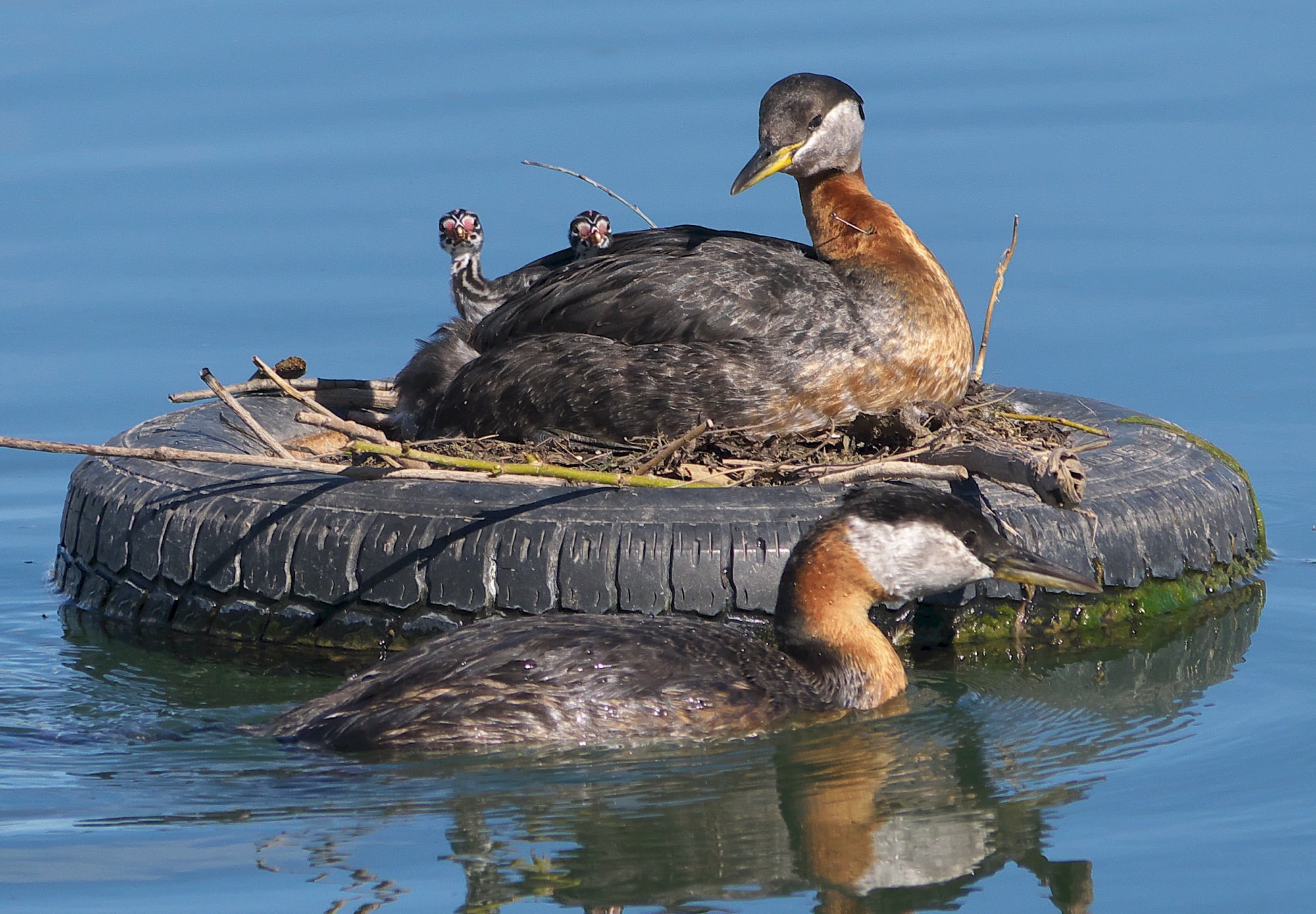 red-necked grebes, wildlife, ducks, animal, ducklings, no people, outdoors, birds, chicks, floating, hen, waterfront, group of animals, vertebrate, photography, HD Wallpaper