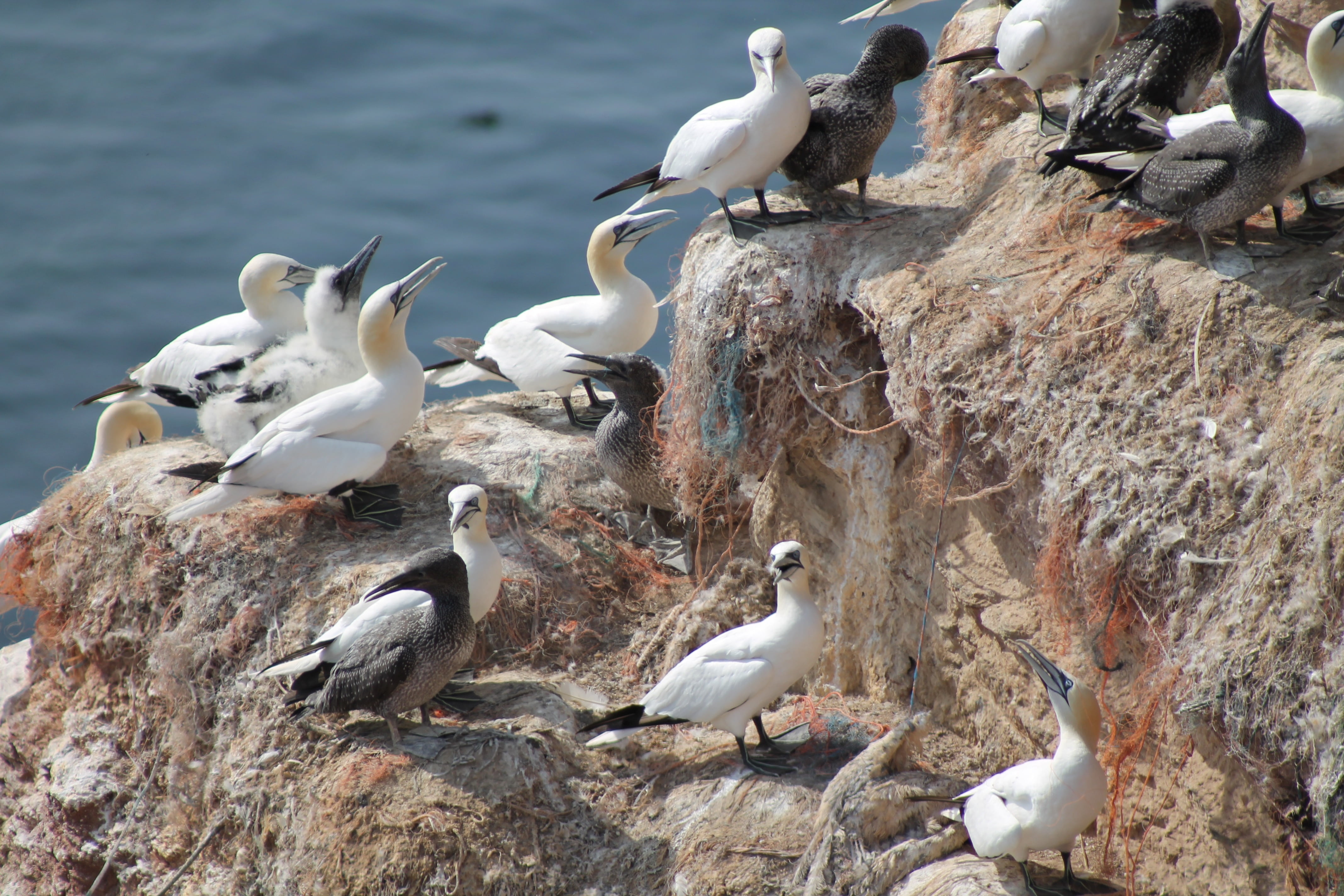 breed, nest, flock of birds, nature, animals in the wild, rock, pelican, bird, no people, animal themes, lake, animal, group of animals, 4K, water, vertebrate, HD Wallpaper