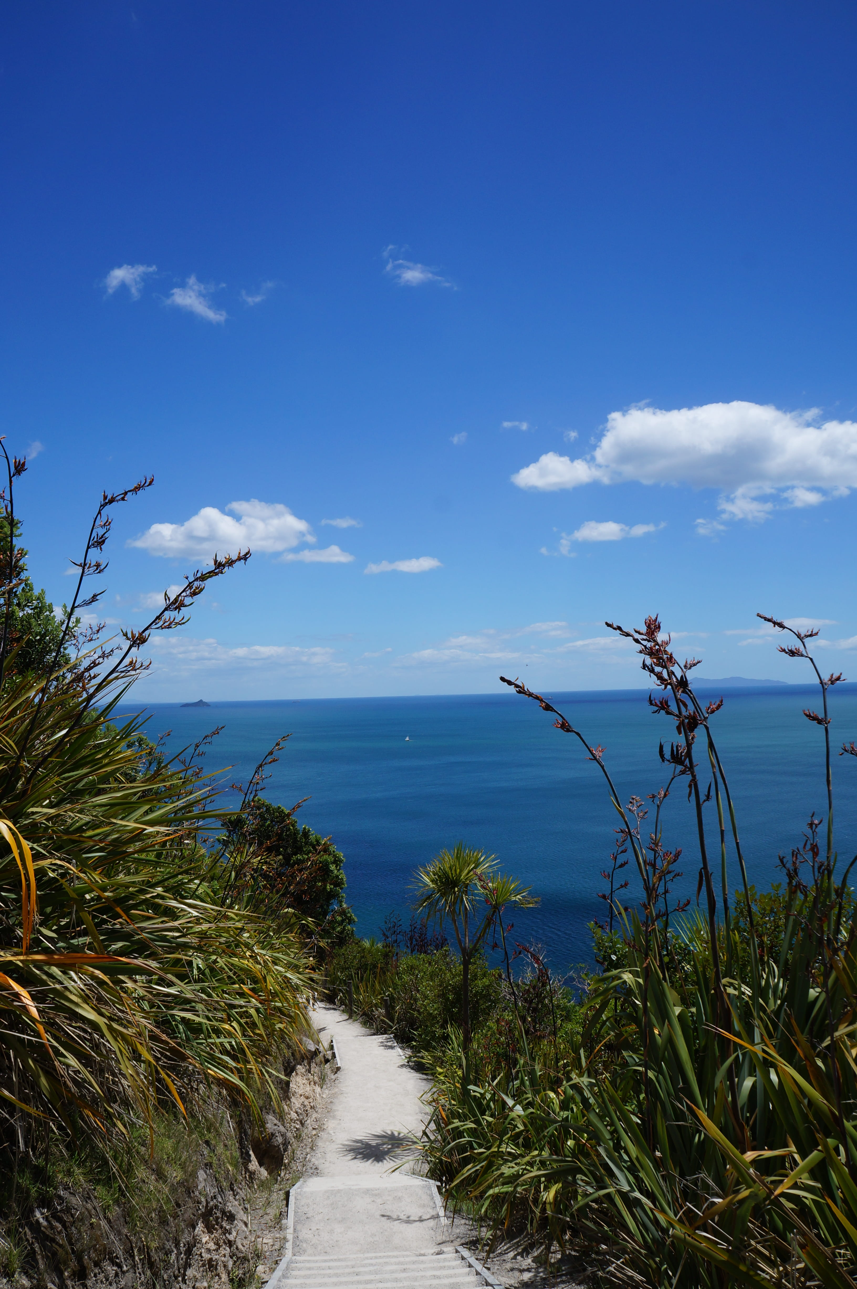 tranquility, nature, mount maunganui, summer, no people, ocean, flax bush, growth, new zealand, plant, sky, 4K, horizon over water, cloud - sky, water, Phone HD Wallpaper