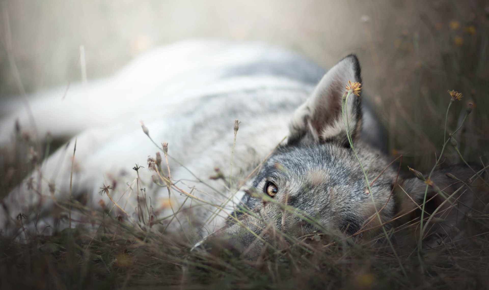 plants, animals, yellow eyes, 1080P, outdoors, flowers, lying down, dog, HD Wallpaper