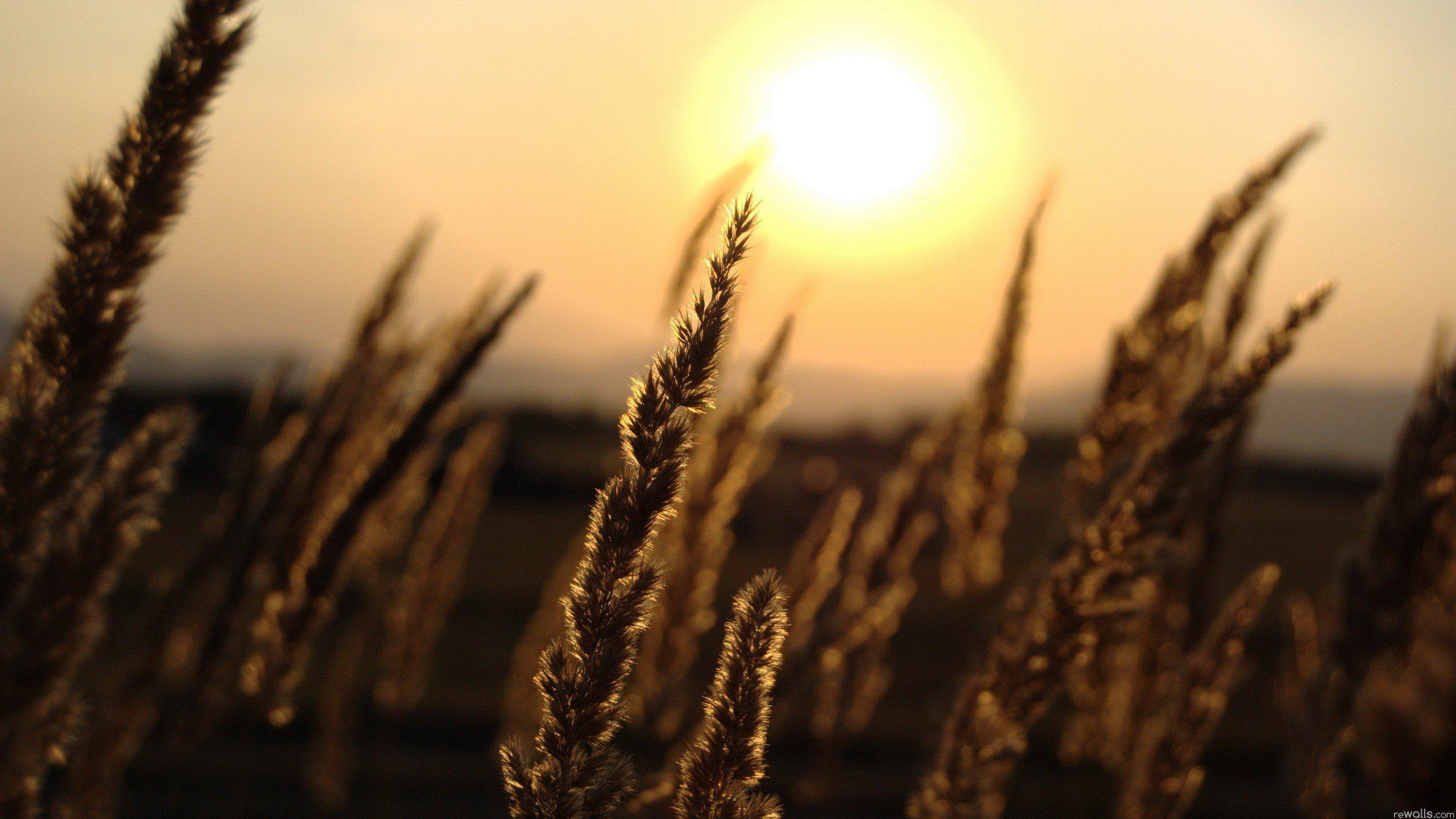 desktop, landscapes, field, plants, macro, 2K, nature, depth, wheat, flowers, HD Wallpaper
