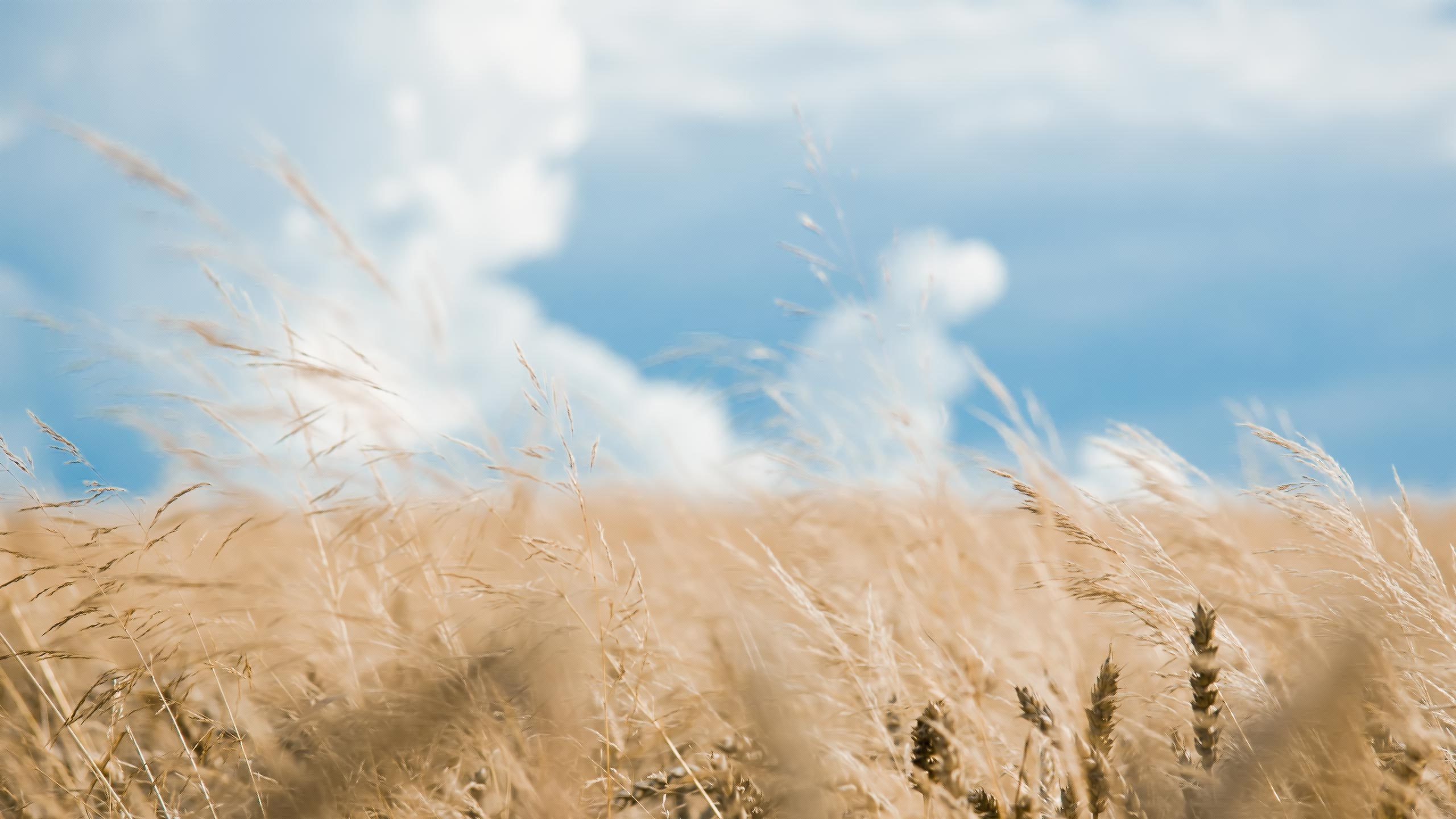 2K, wheat, hd, macro, field, grass, nature, HD Wallpaper