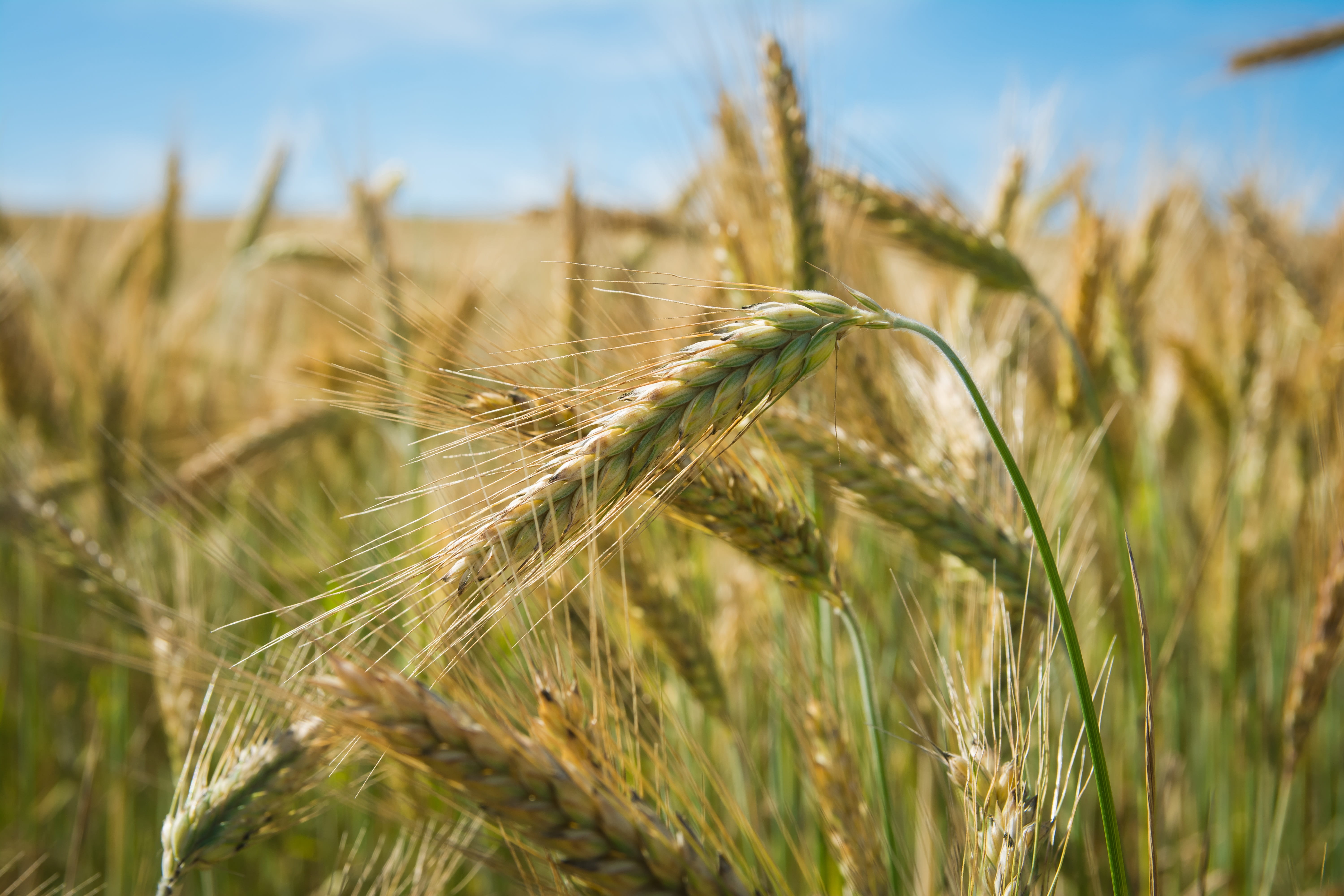 land, calm, wheat, photography, food, landscape, seeds, ripe, crops, grass, mature, farm, village, cereal plant, bread, 5K, yellow, outdoors, grain, beauty in nature, HD Wallpaper