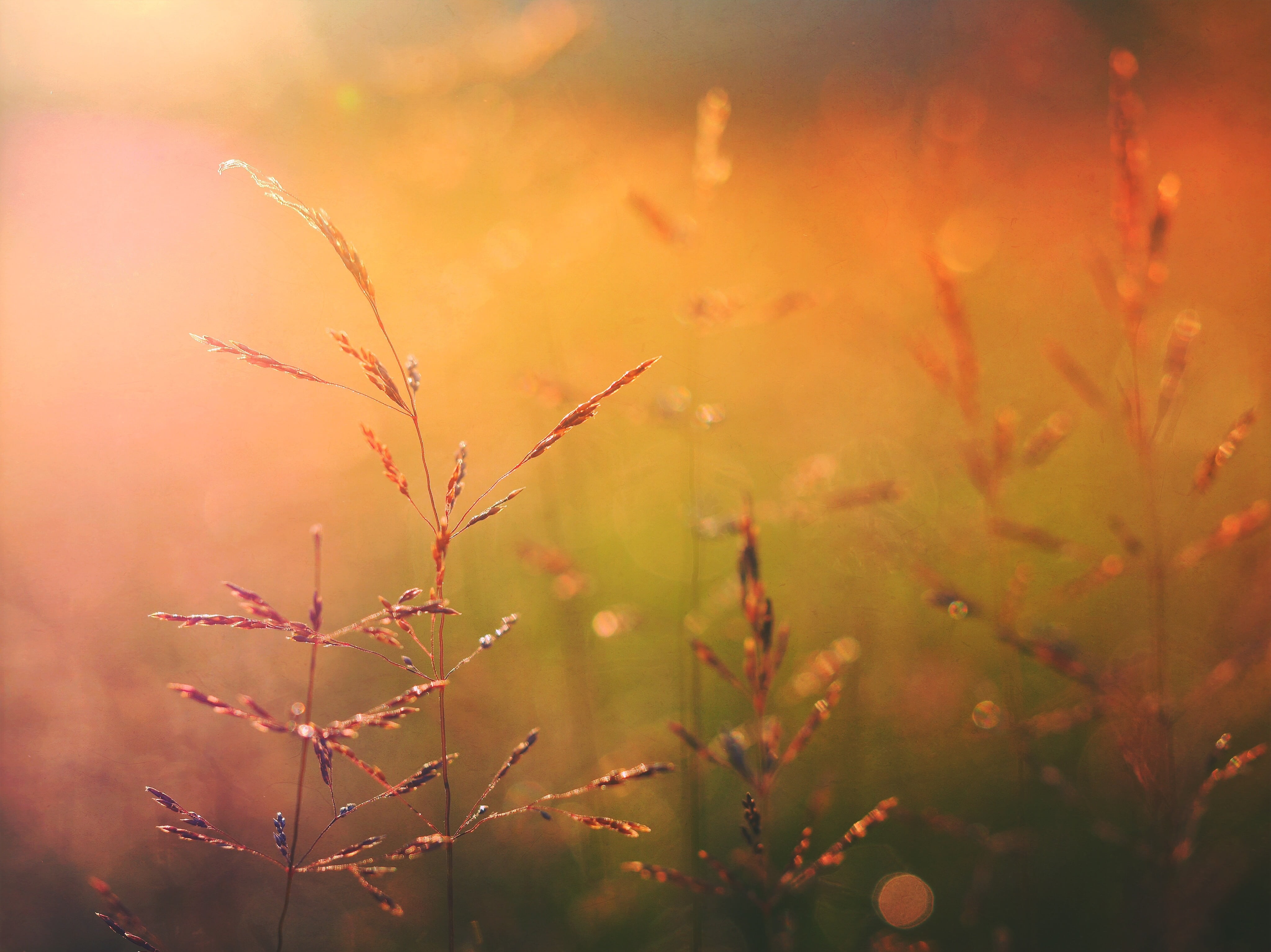 grains, lens, shot, gradient orange, photography, springtime, vibrant color, flowering plant, cereal plant, environment, macro, multi colored, autumn, focus, HD Wallpaper